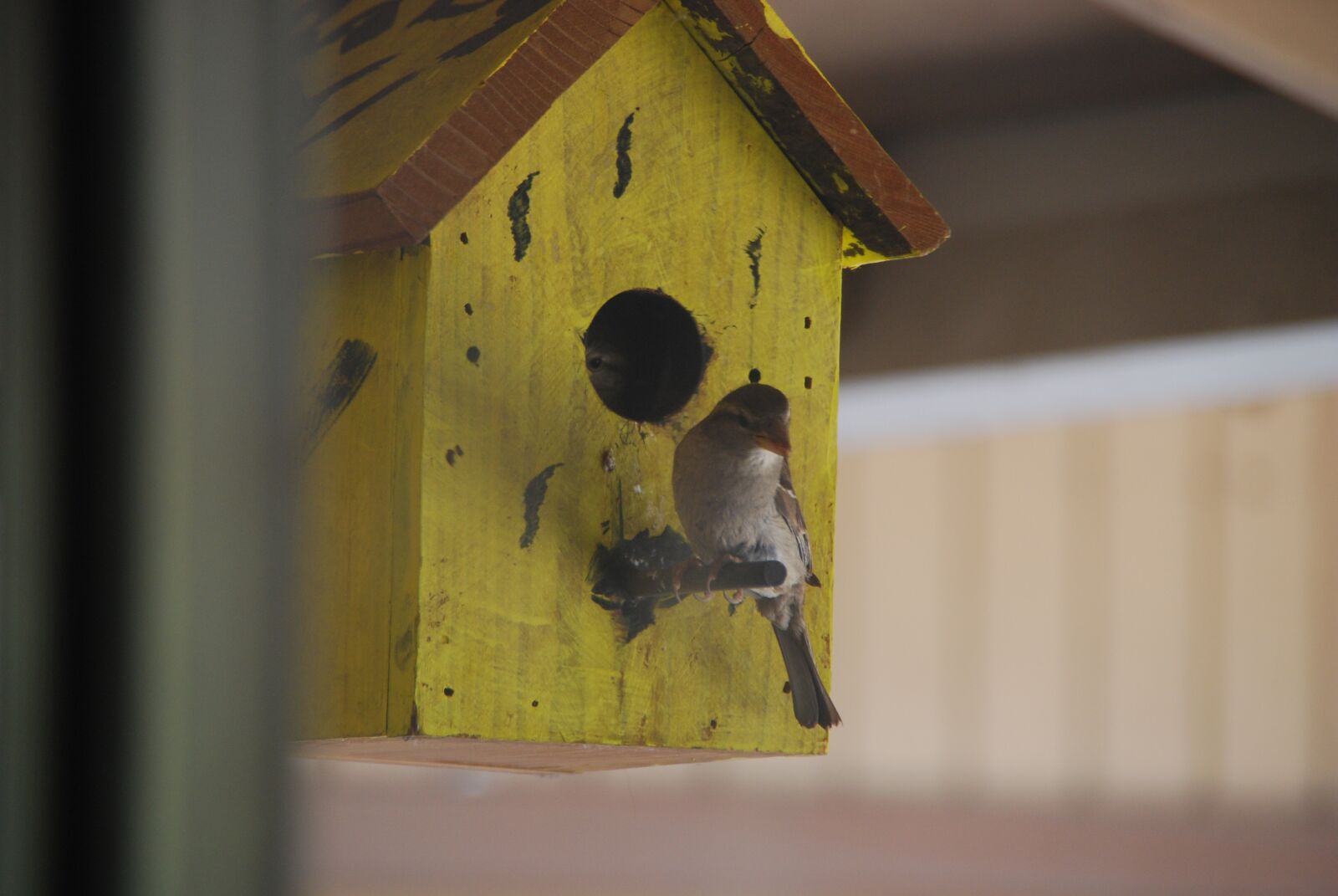 Nikon D60 sample photo. Birdhouse, yellow, bird photography