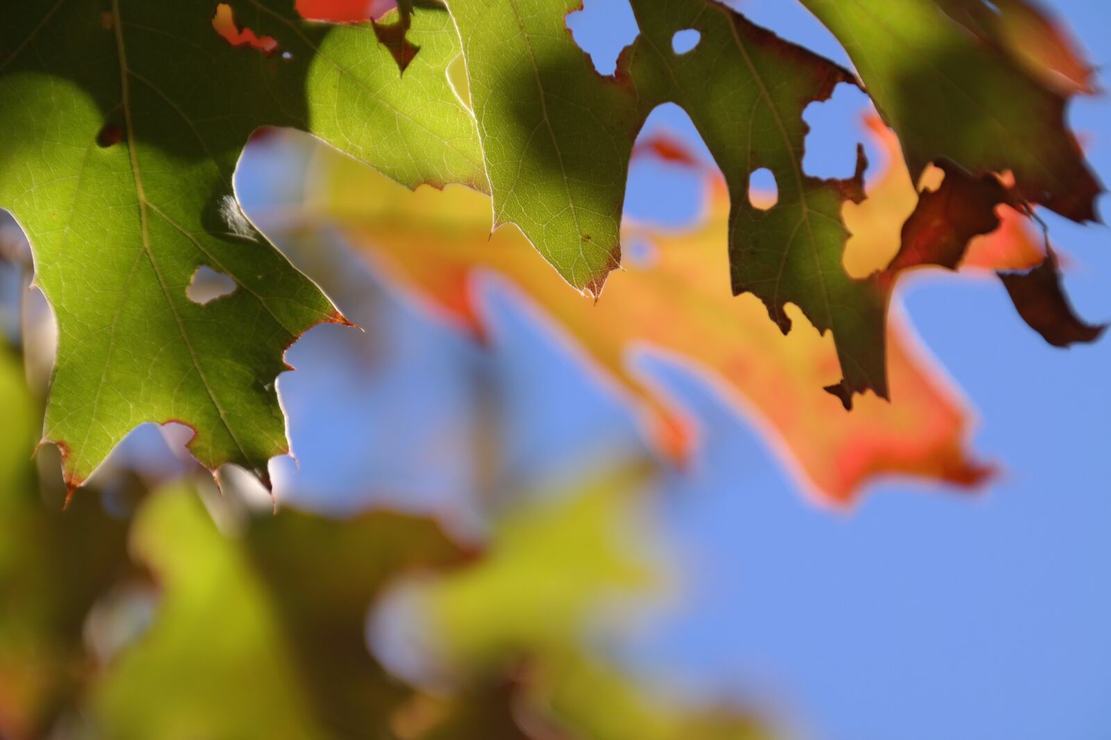 Samsung NX300 sample photo. Fall foliage, autumn, leaves photography