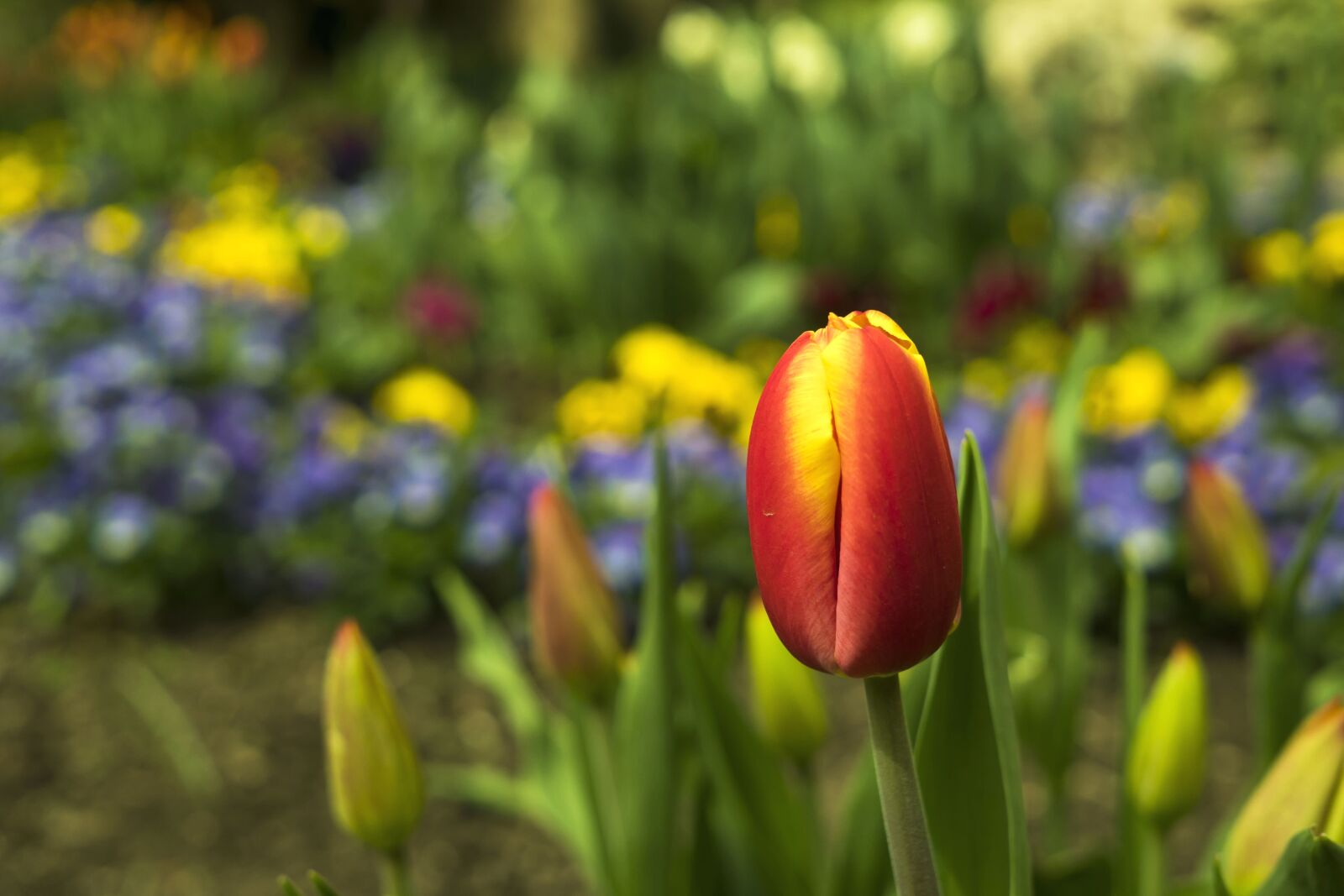 Sony a6300 + Sigma 30mm F2.8 EX DN sample photo. Tulips, leaves, flower petals photography