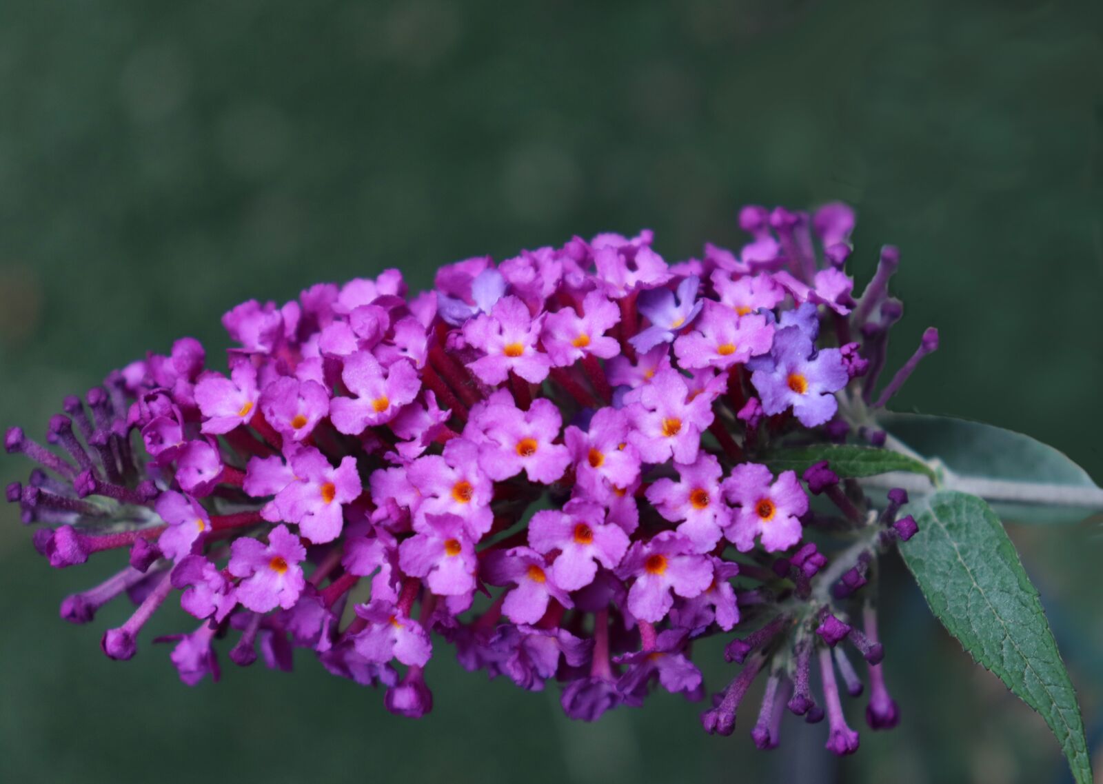 Canon EOS 800D (EOS Rebel T7i / EOS Kiss X9i) sample photo. Flower, purple, dwarf shrub photography