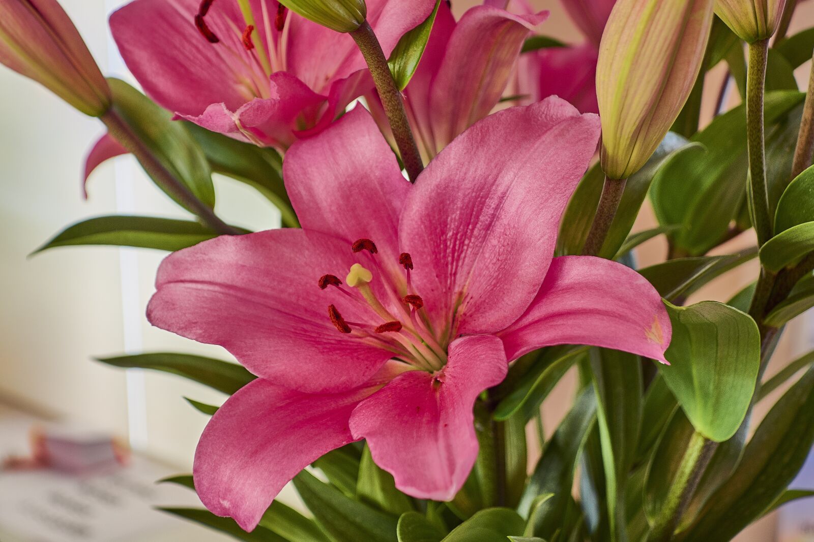 Nikon D7200 sample photo. Flower, spring, plant photography