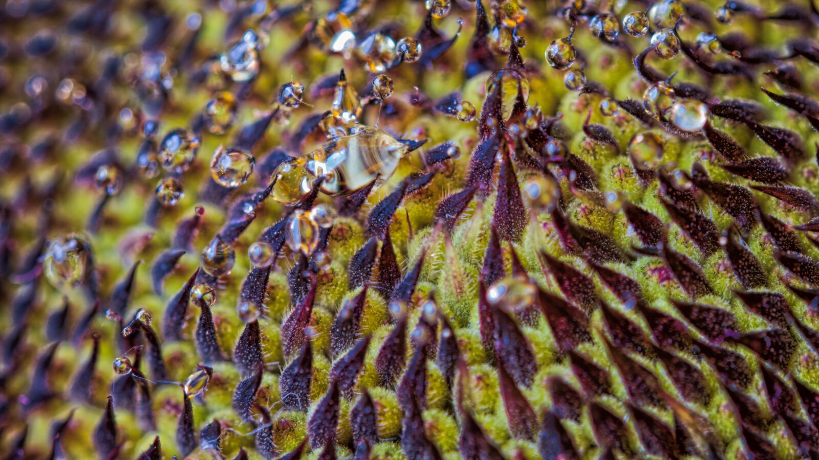 Nikon D5300 sample photo. Nectar, sunflower, close up photography