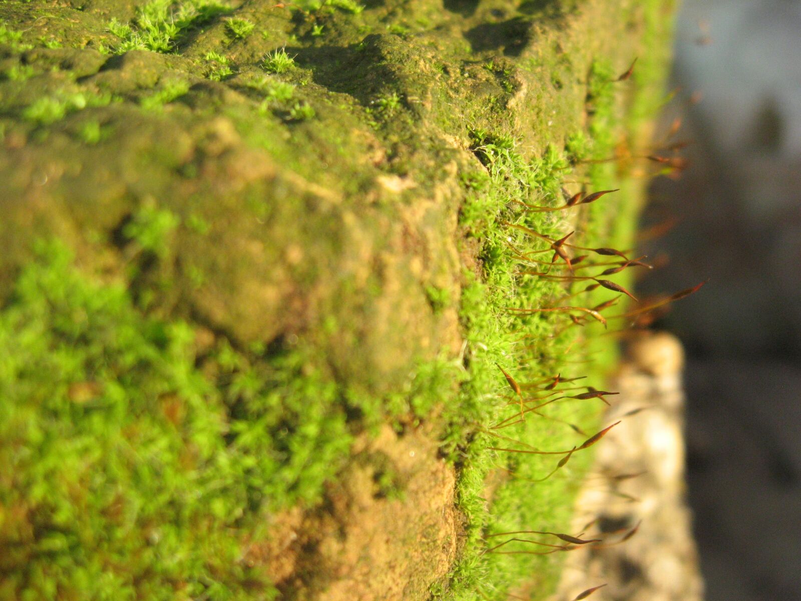 Canon POWERSHOT A550 sample photo. Moss, moss, on, a photography