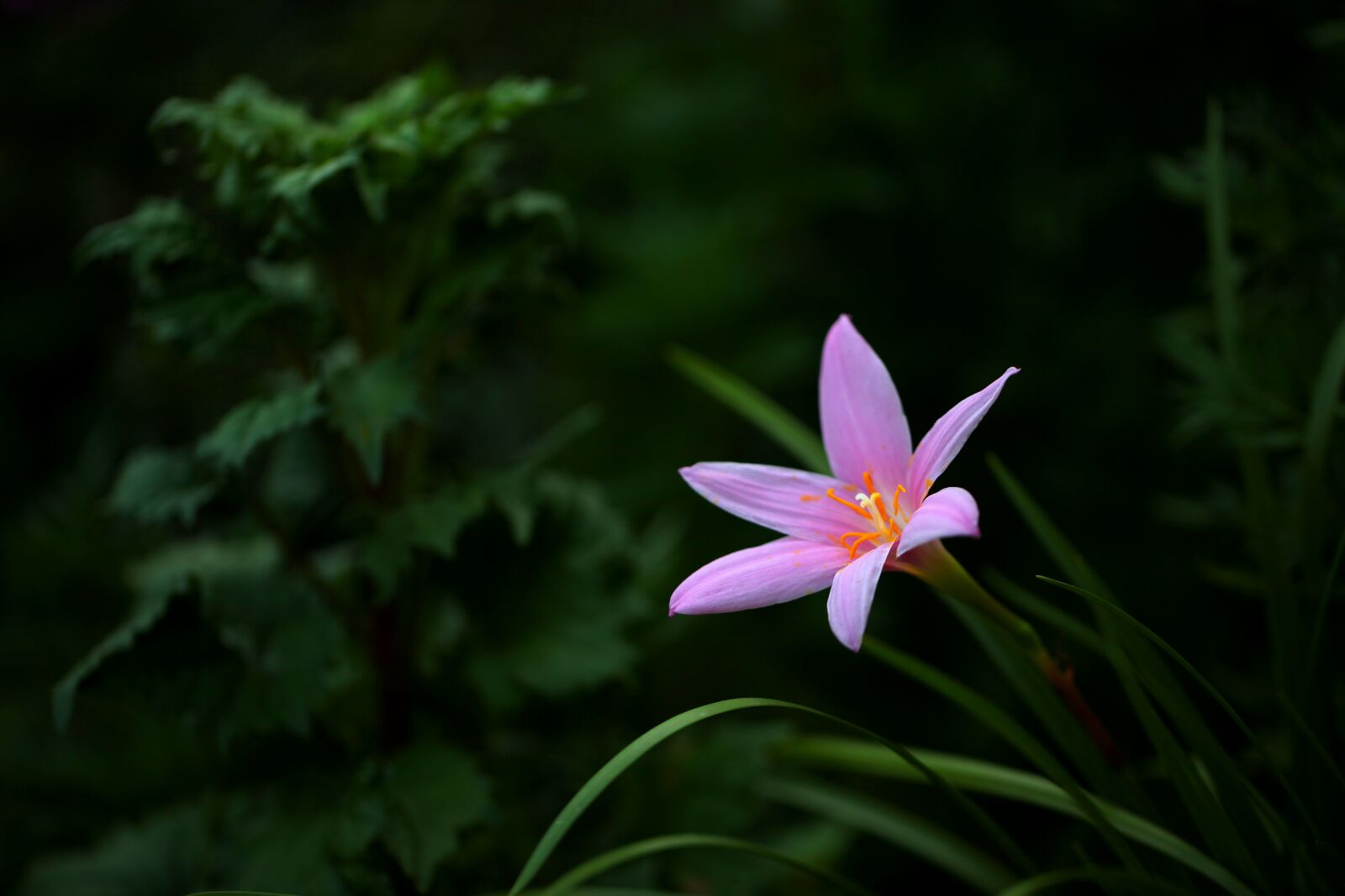 Canon EOS 5D Mark II sample photo. Flowers, nature, plants photography