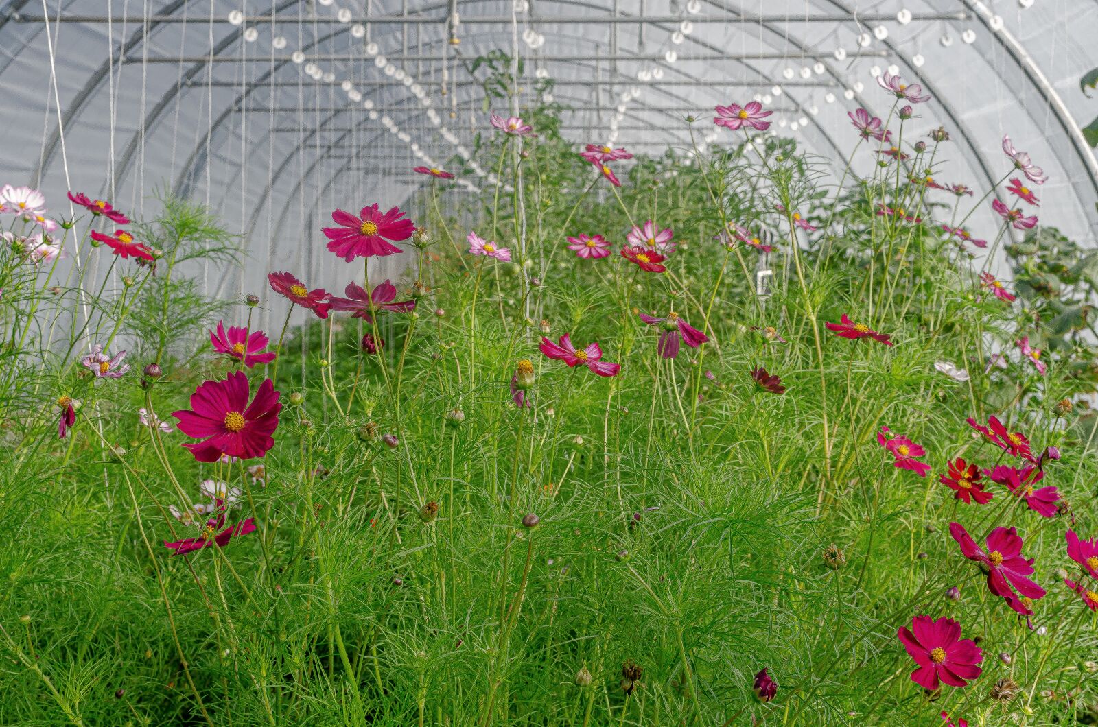 Nikon D7000 sample photo. Flower, greenhouse, market gardening photography