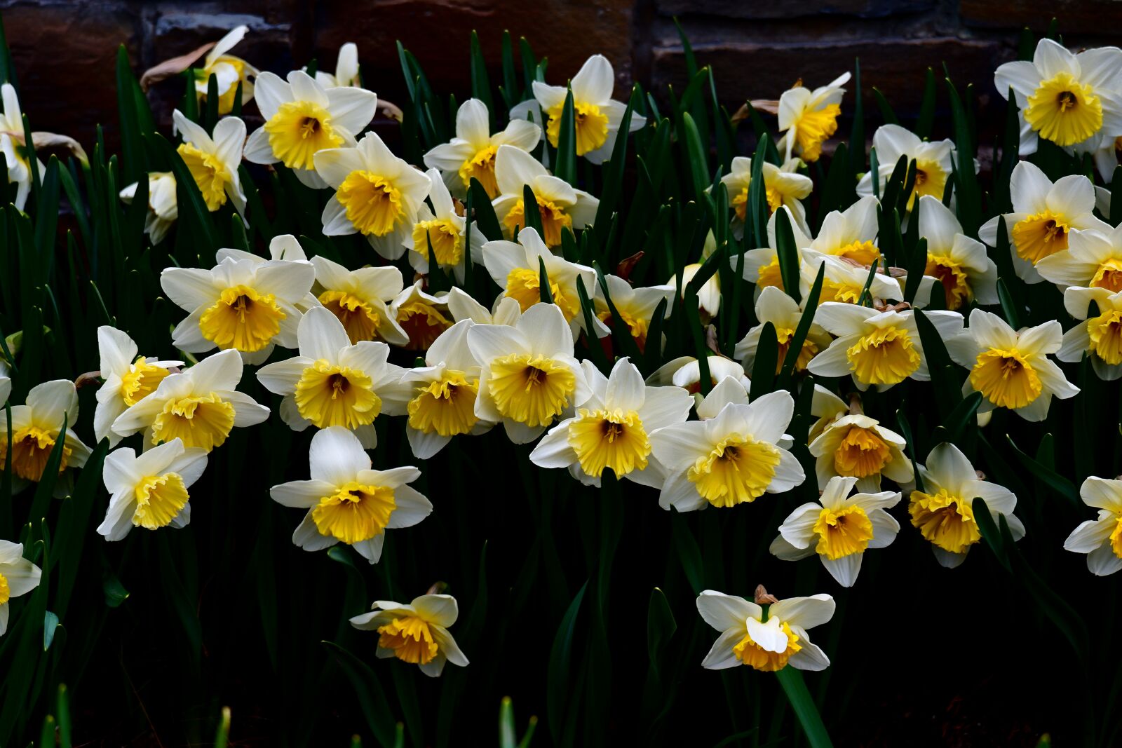 Fujifilm X-A5 sample photo. Flowers, spring, daffodils photography