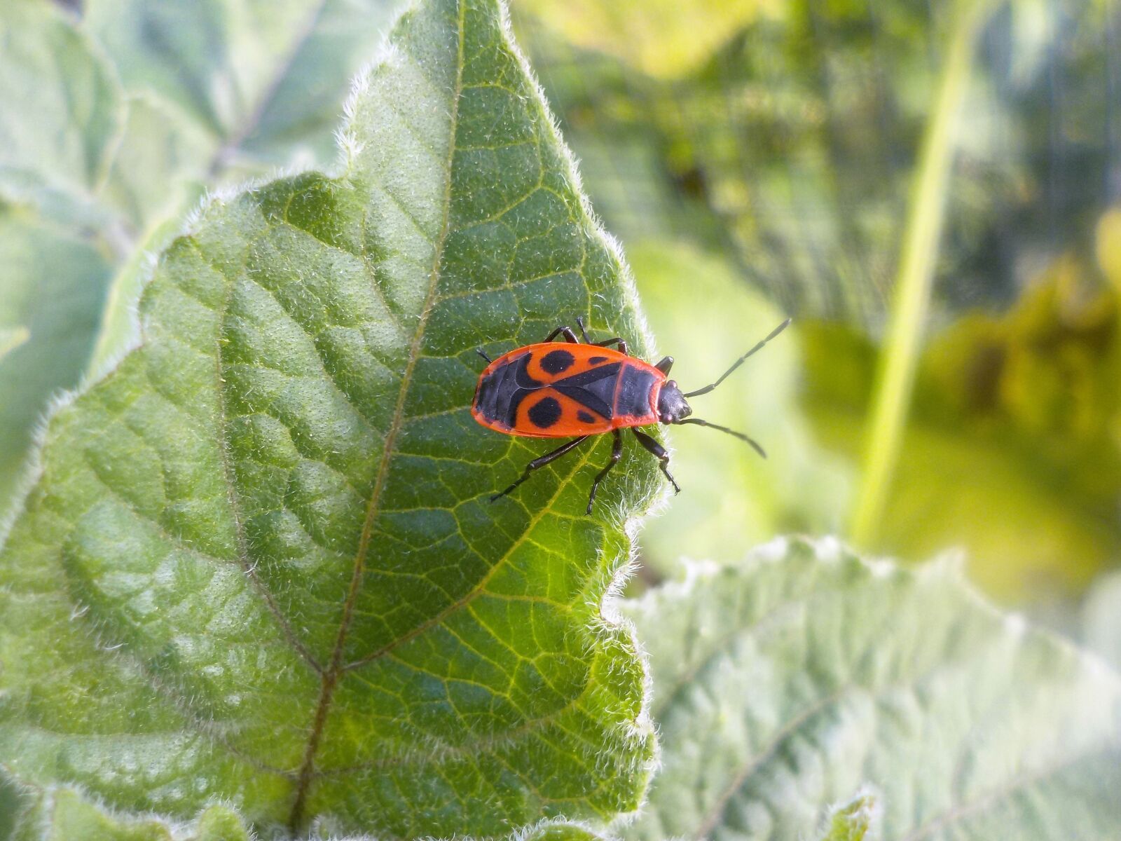 Nikon Coolpix S32 sample photo. Firebug, beetle, insect photography