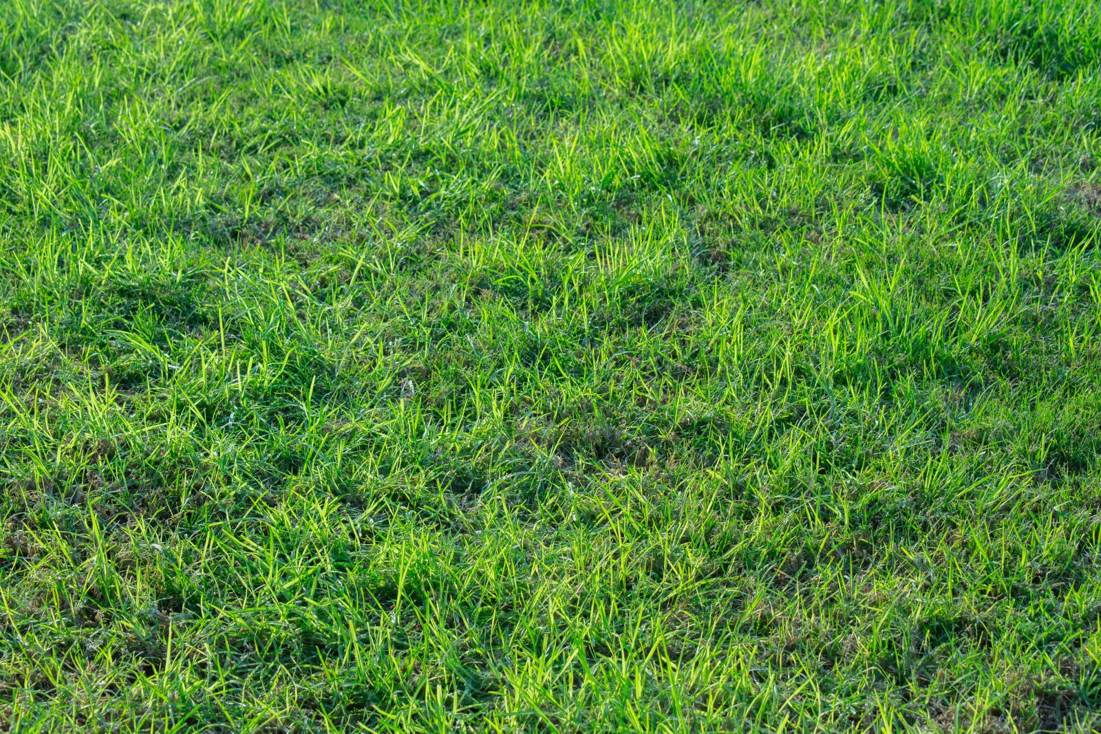 Nikon D7200 sample photo. Grass, lawn, greens photography