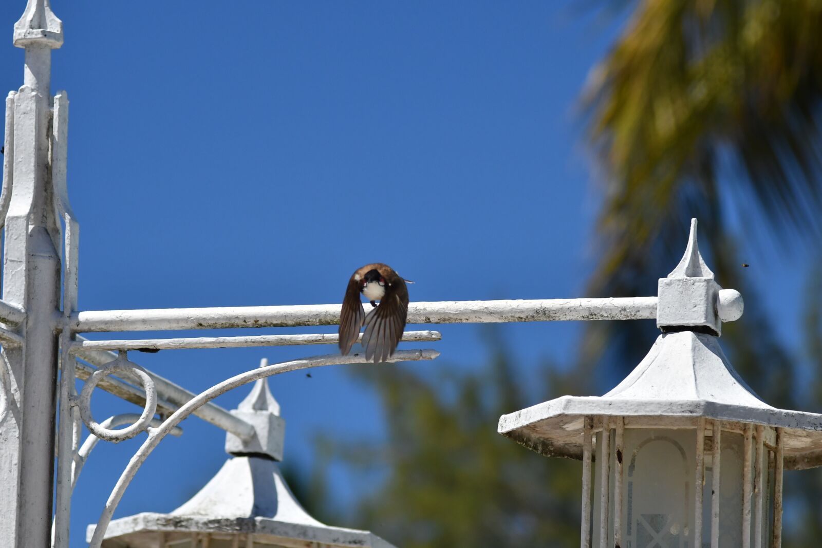 Nikon D500 sample photo. Bird, nature, animals photography