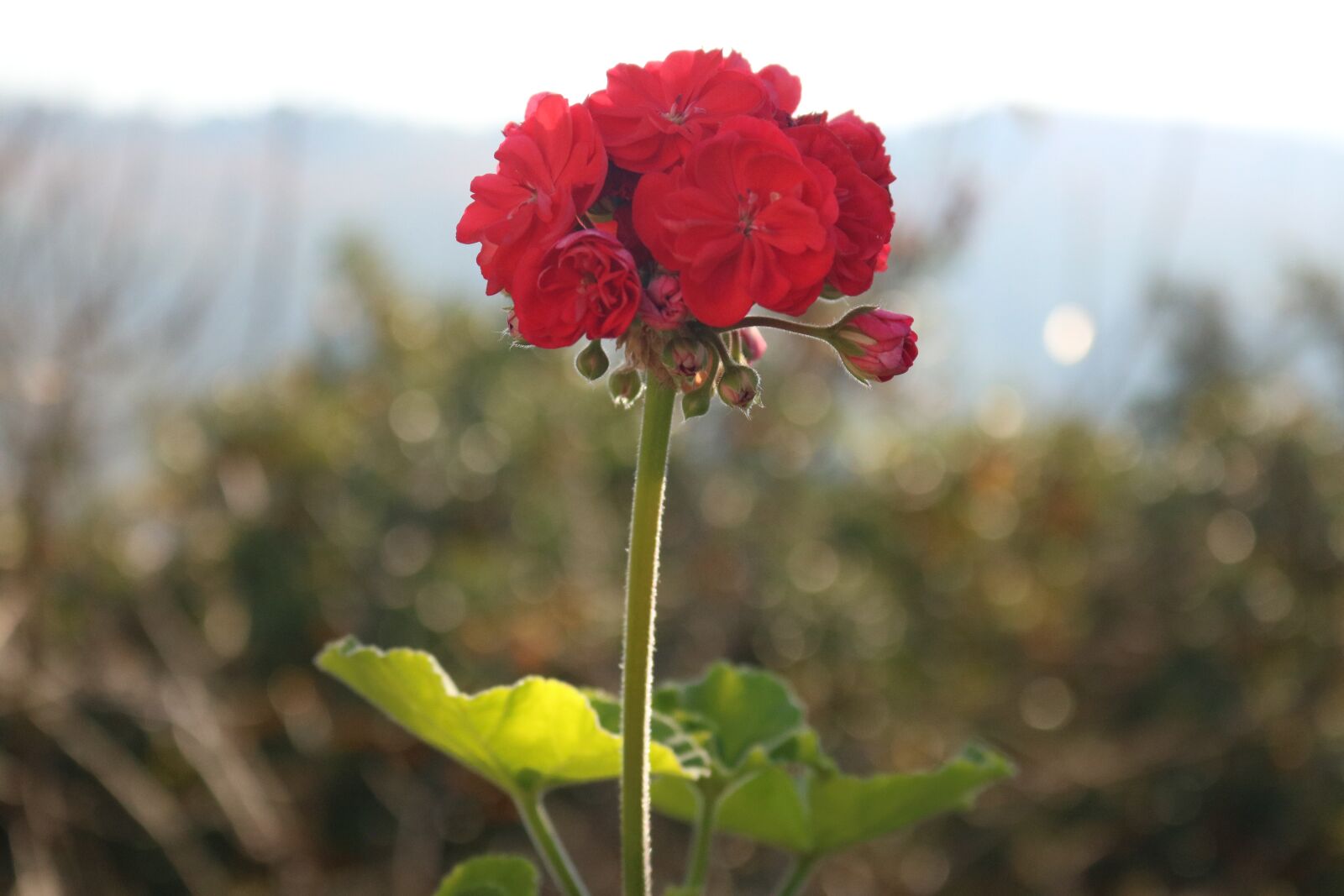Canon EOS 750D (EOS Rebel T6i / EOS Kiss X8i) sample photo. Geranium, flower, nature photography