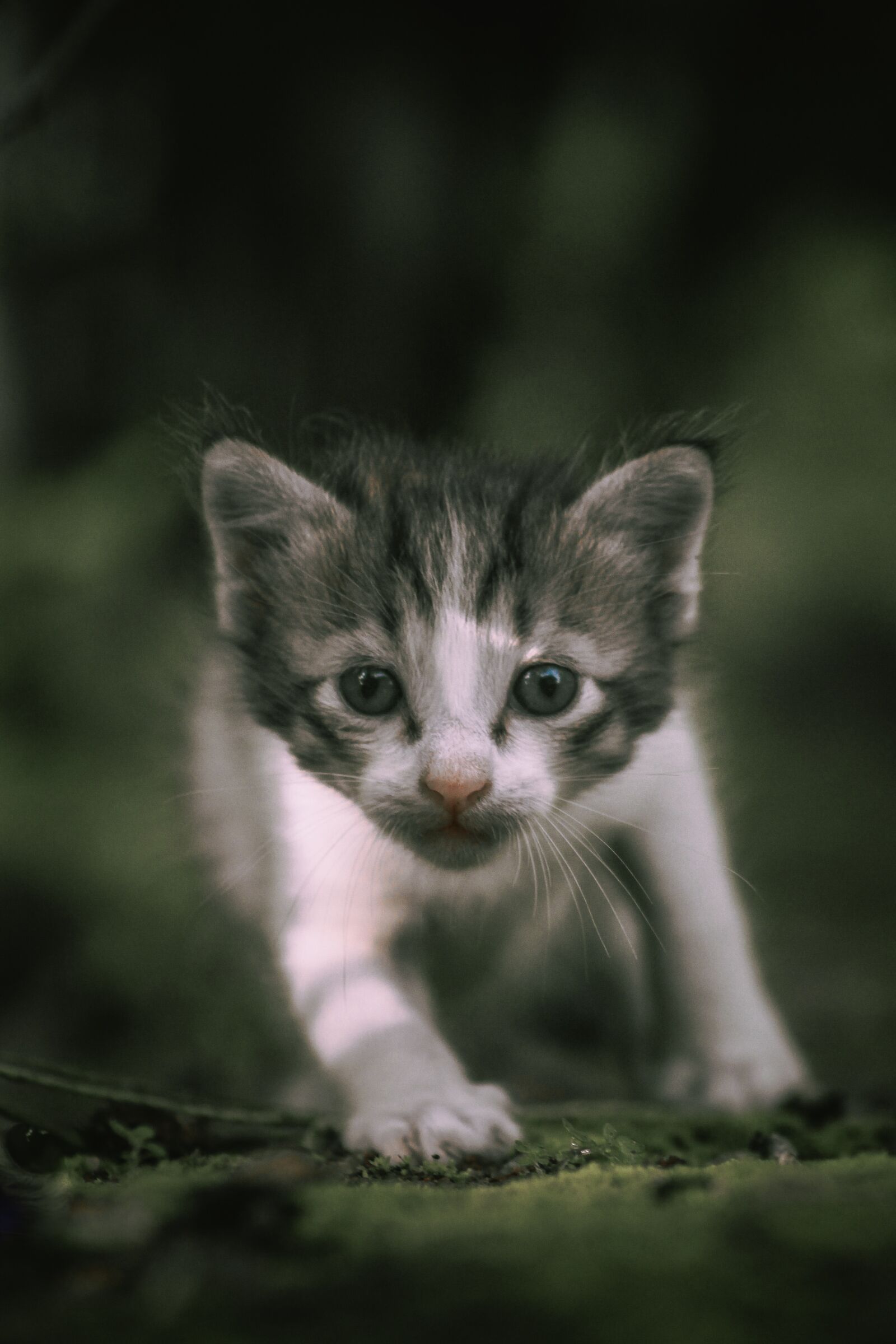 Canon EF75-300mm f/4-5.6 sample photo. Cat, kitten, kitty photography