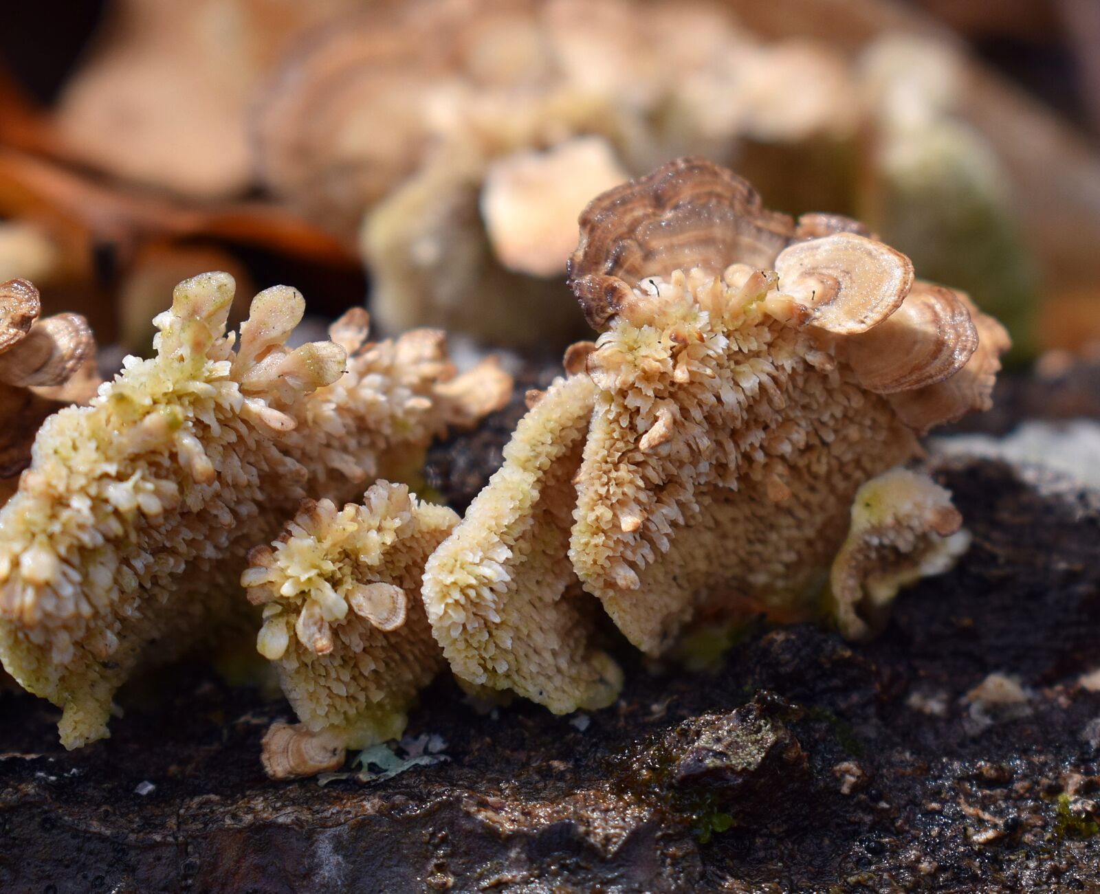 Nikon D3300 sample photo. Rain-wet bracket fungi, mushroom photography