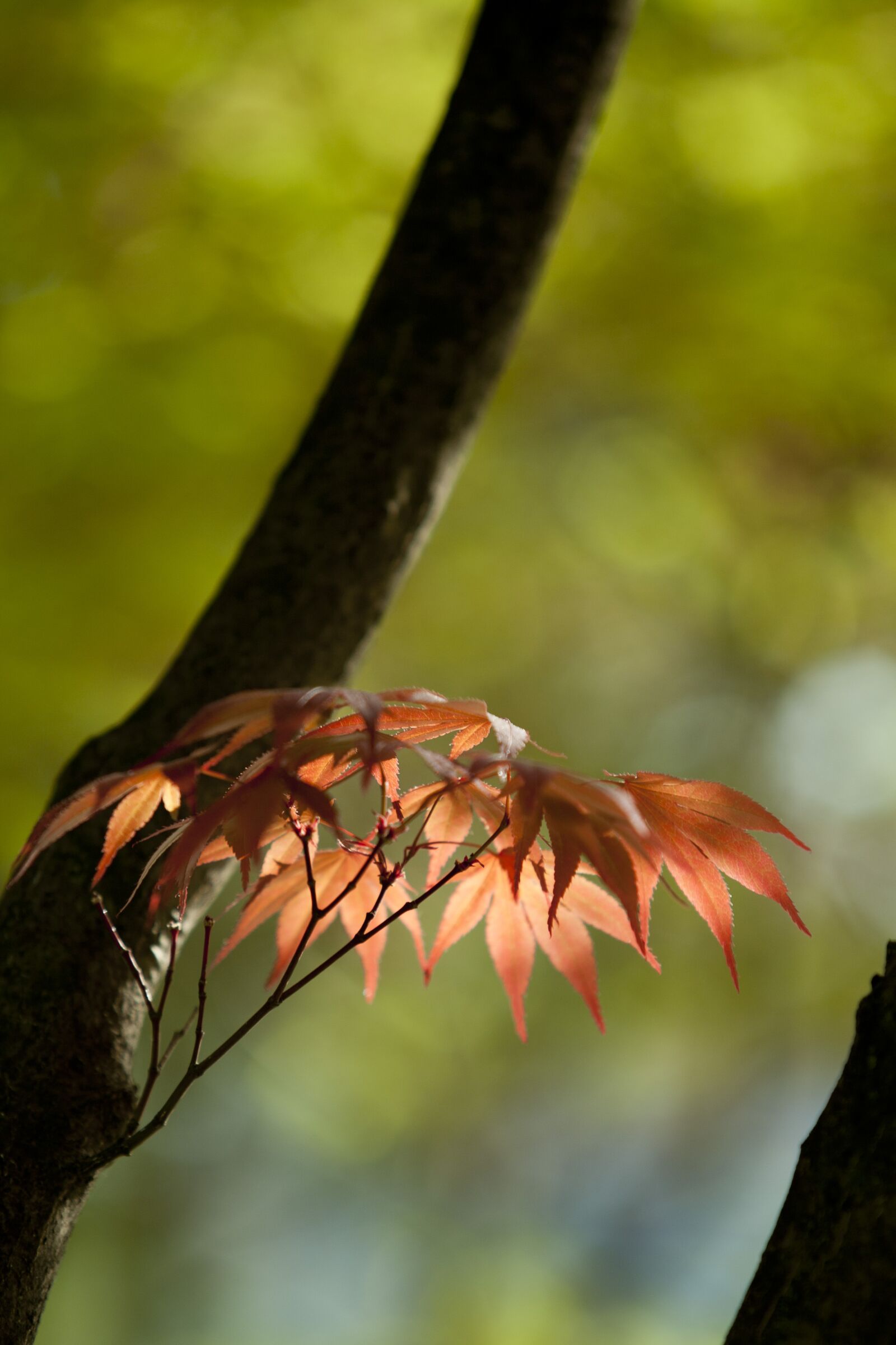 Canon EOS 5D sample photo. Nature, wood, backlight photography