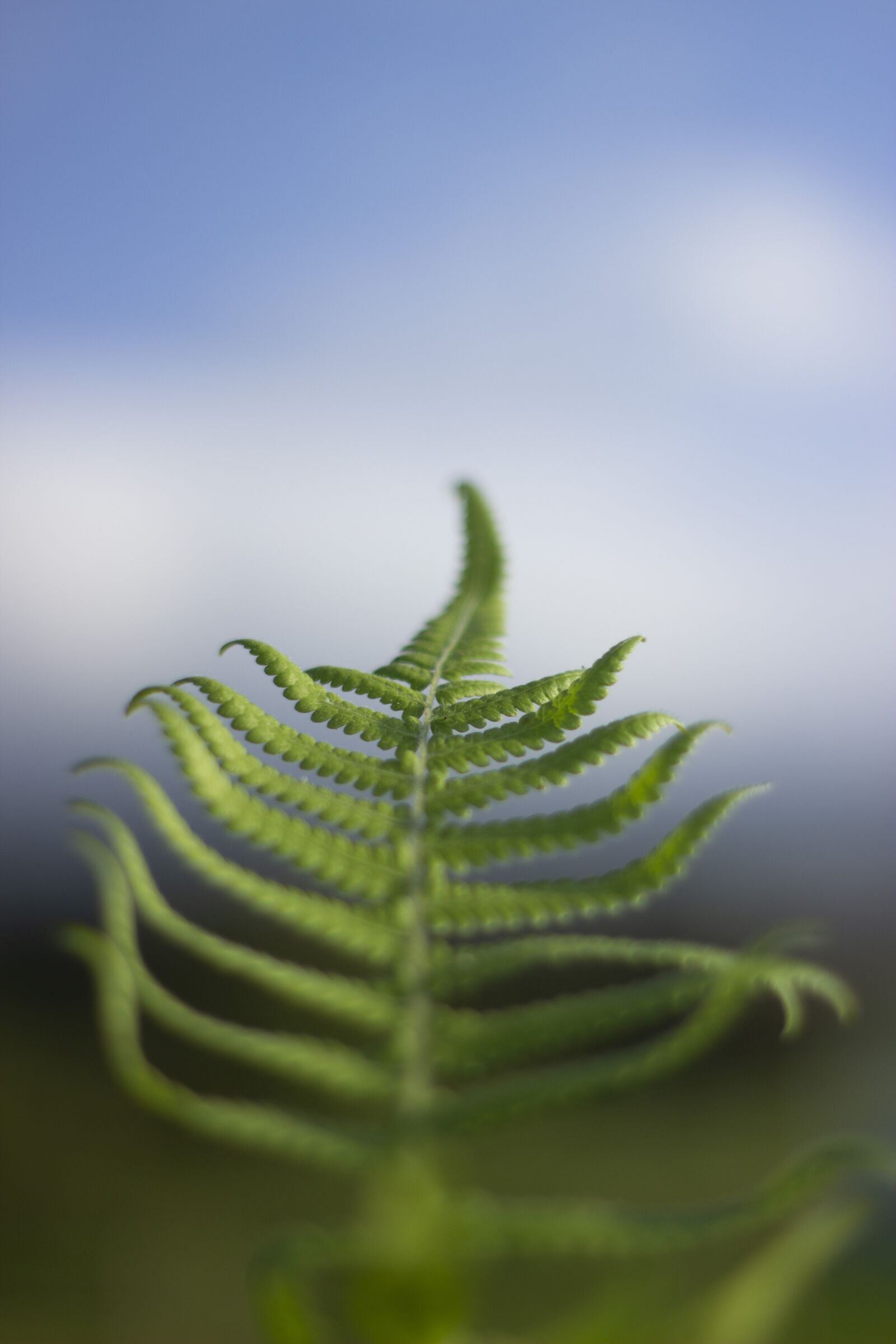Canon EOS 600D (Rebel EOS T3i / EOS Kiss X5) sample photo. Fern, bright, green photography