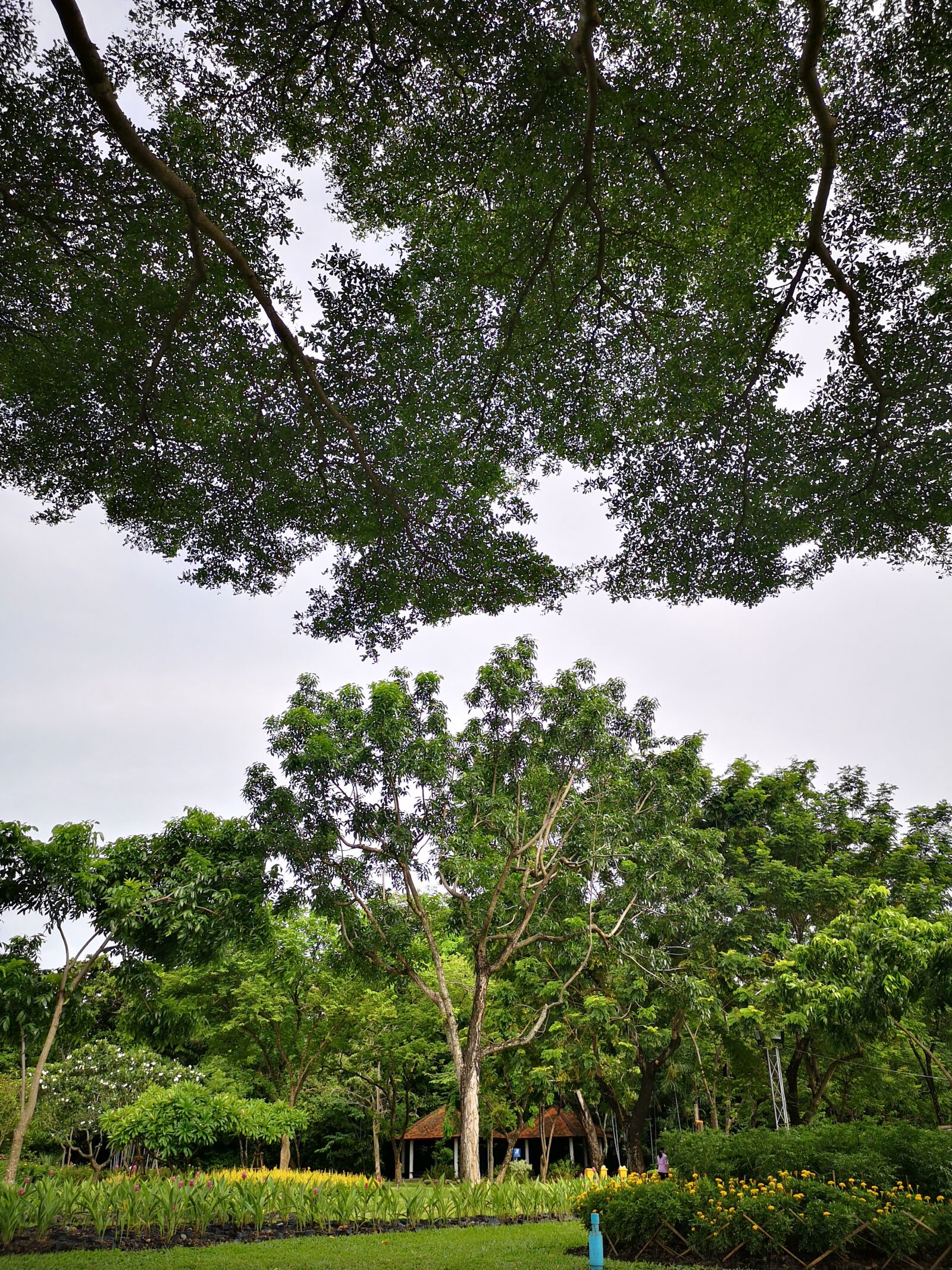 HUAWEI CLT-L29 sample photo. Sky, land, wood photography