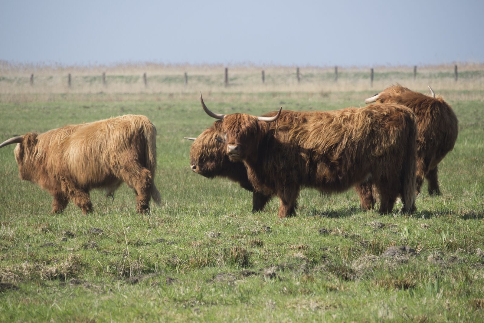 Canon EF-S 55-250mm F4-5.6 IS STM sample photo. Cattle animals, mammals, farm photography