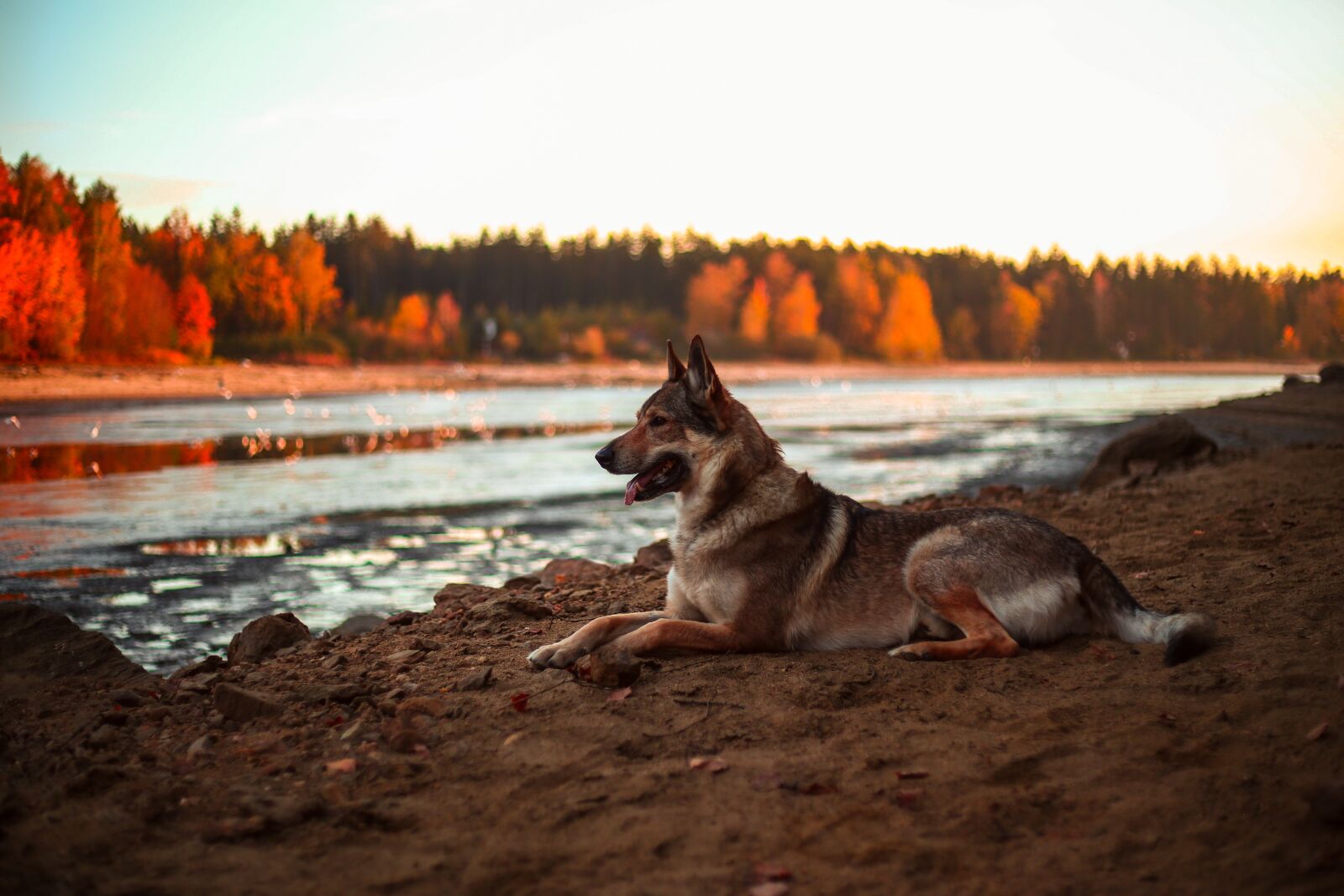 Canon EF 50mm F1.8 II sample photo. Dog, alsatian, animal photography
