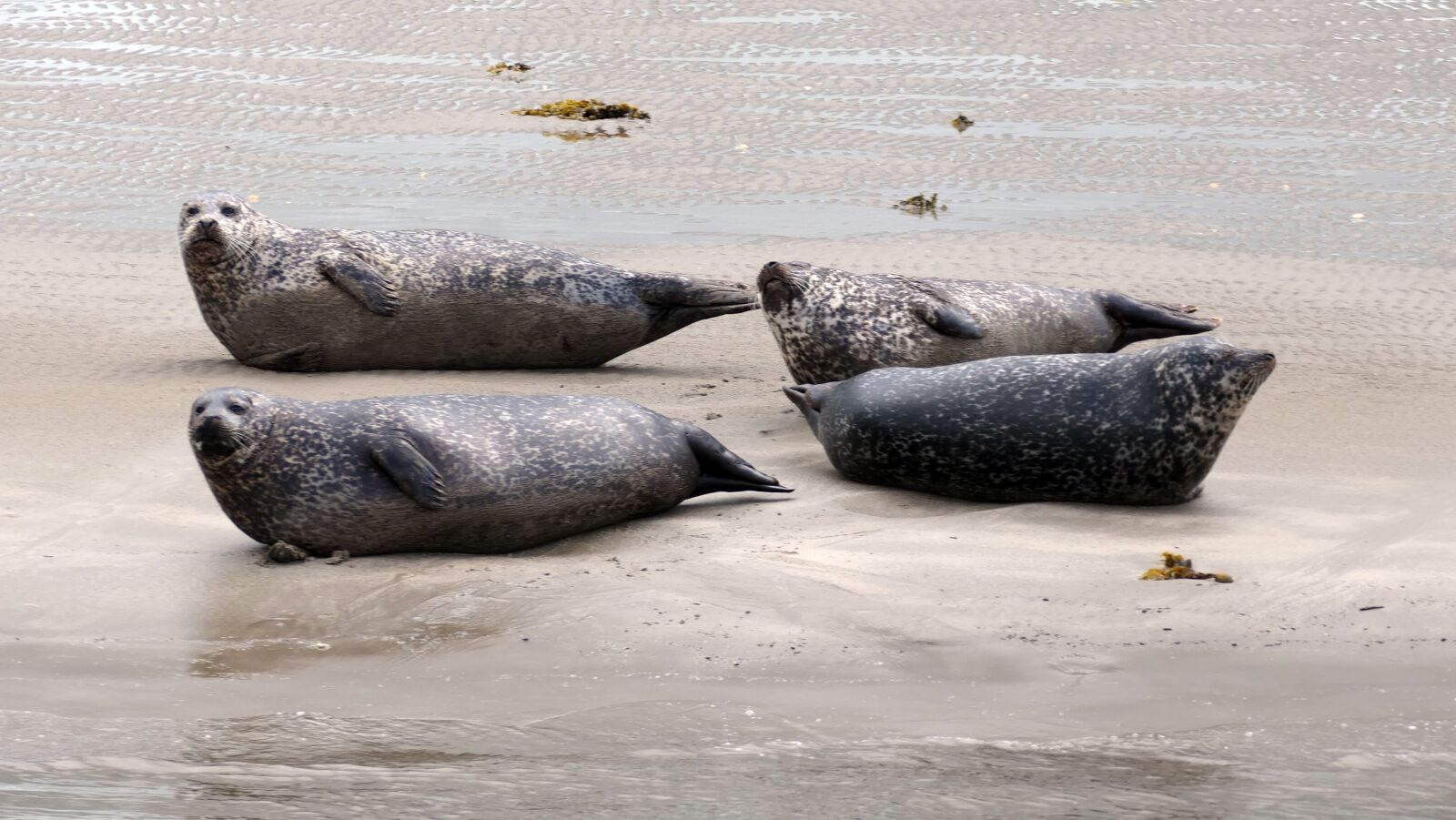 Panasonic DC-FZ10002 sample photo. Animal, north sea, seal photography