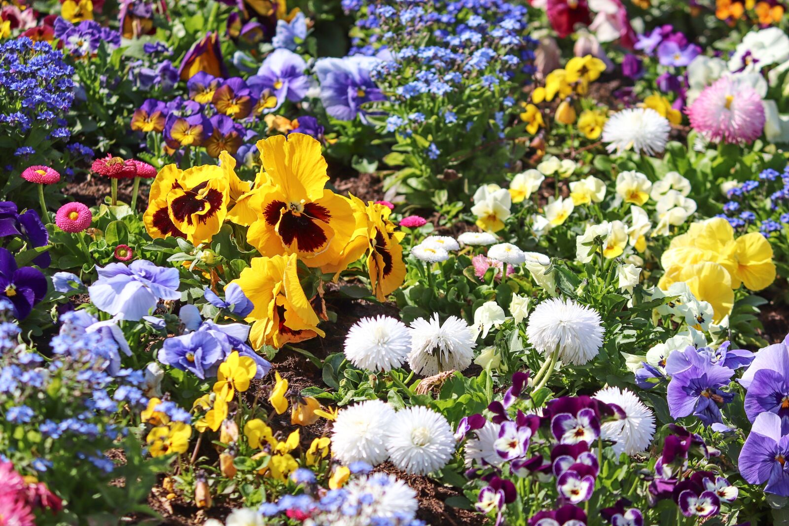 Canon EOS 200D (EOS Rebel SL2 / EOS Kiss X9) sample photo. Spring flowers, colorful, flower photography