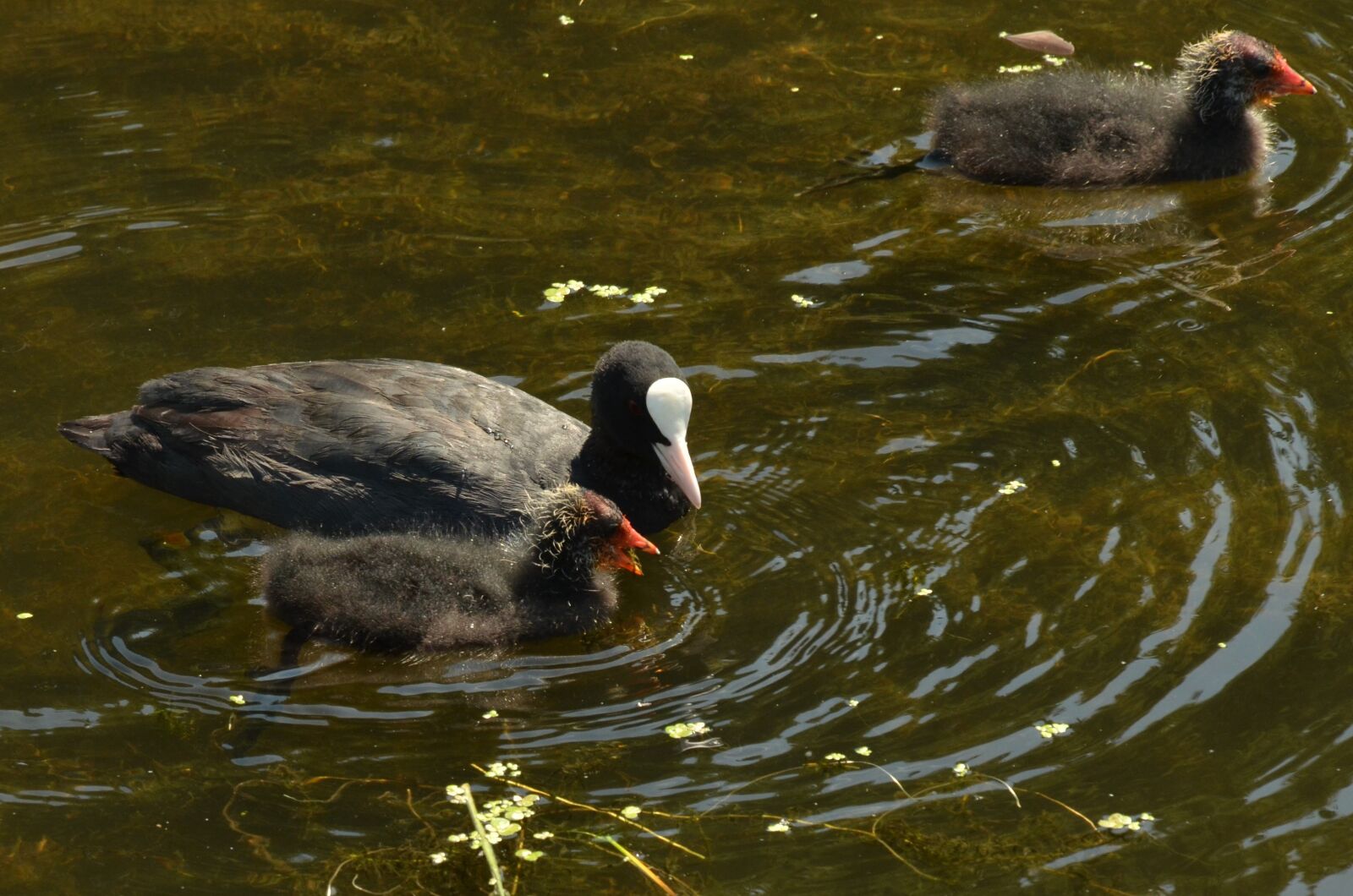 Nikon D7000 sample photo. Coot, bird, waterfowl photography