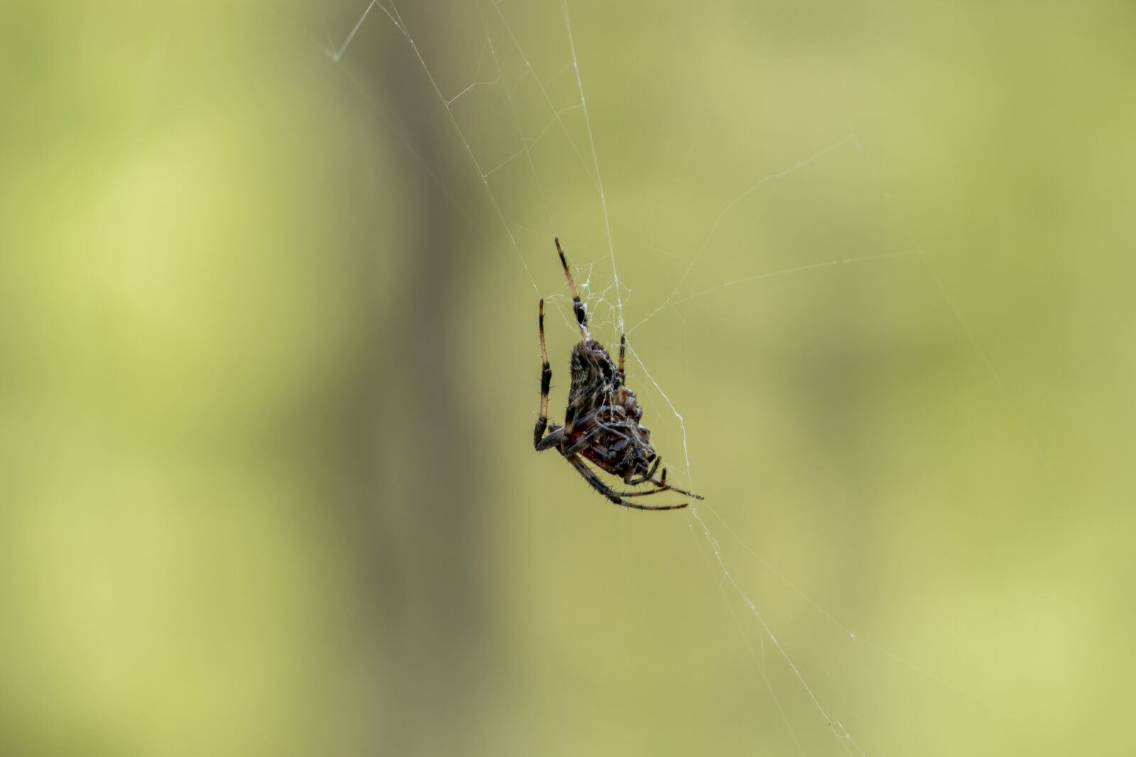 Panasonic Lumix DMC-FZ1000 sample photo. Spider, arachnid, spider web photography