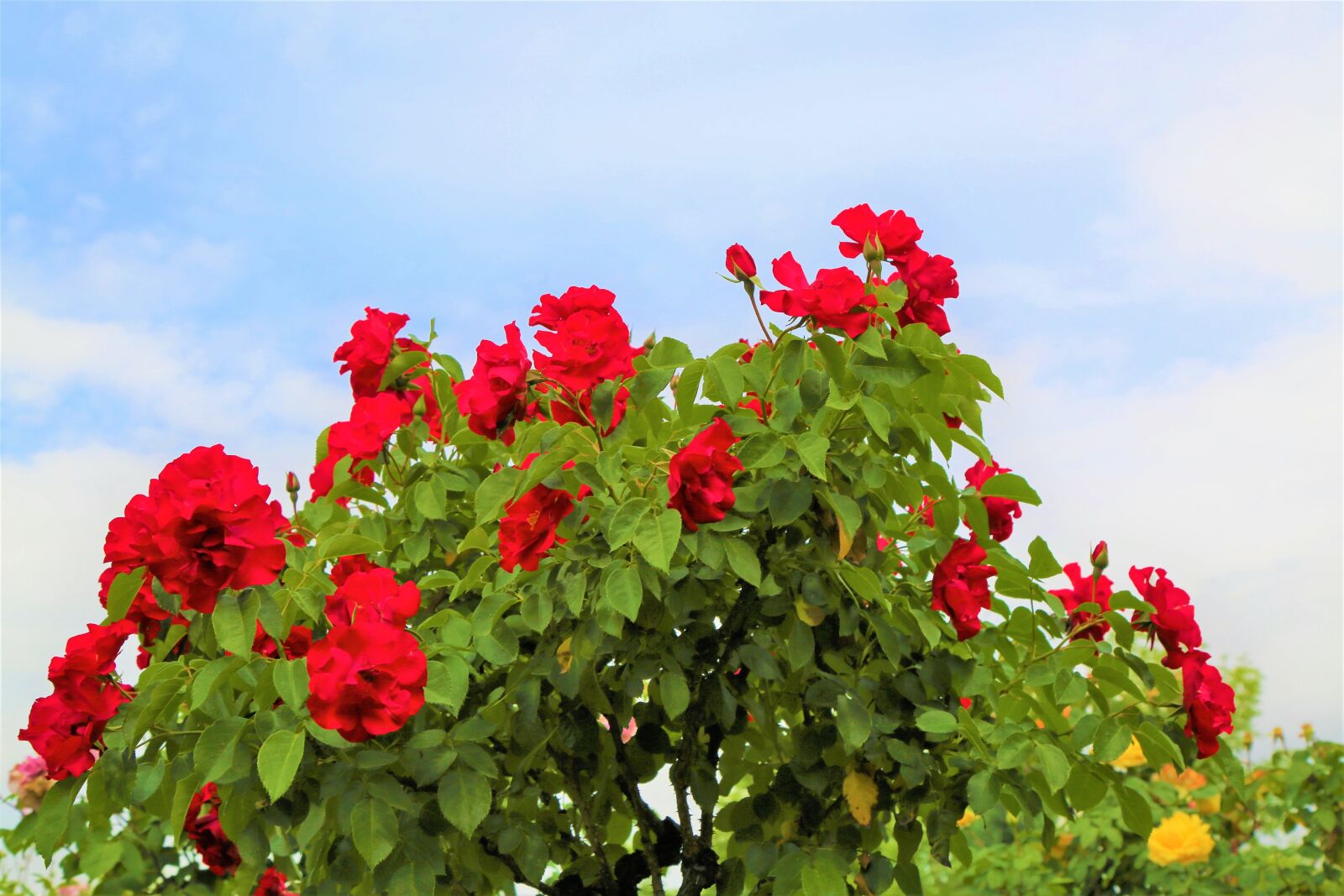 Canon EF 24-105mm F4L IS USM sample photo. Rose, rosewood, romantic photography