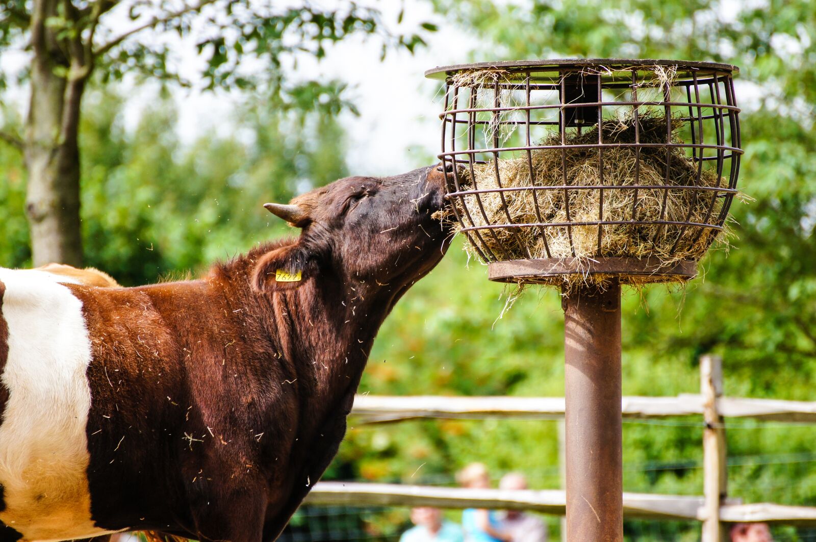 Sony SLT-A55 (SLT-A55V) sample photo. Cow, hay, agriculture photography