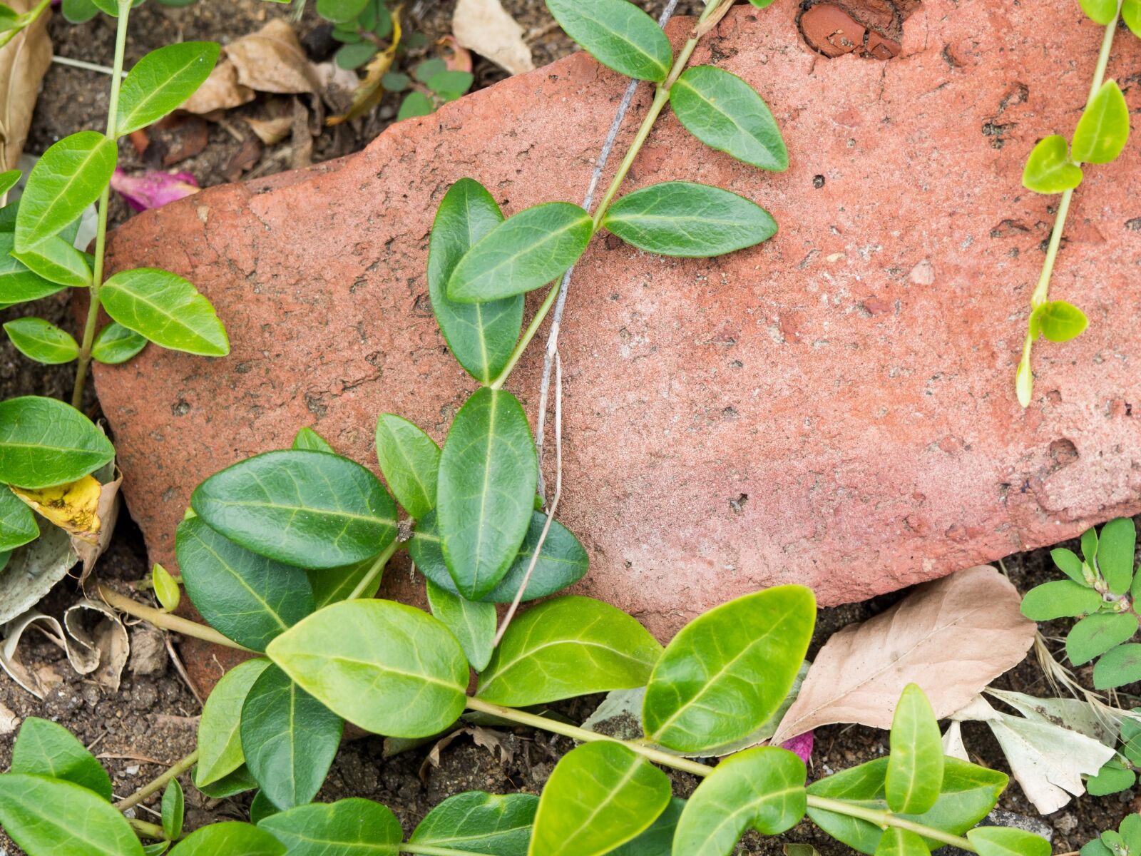 Olympus OM-D E-M10 sample photo. Nature, leaves, vines photography