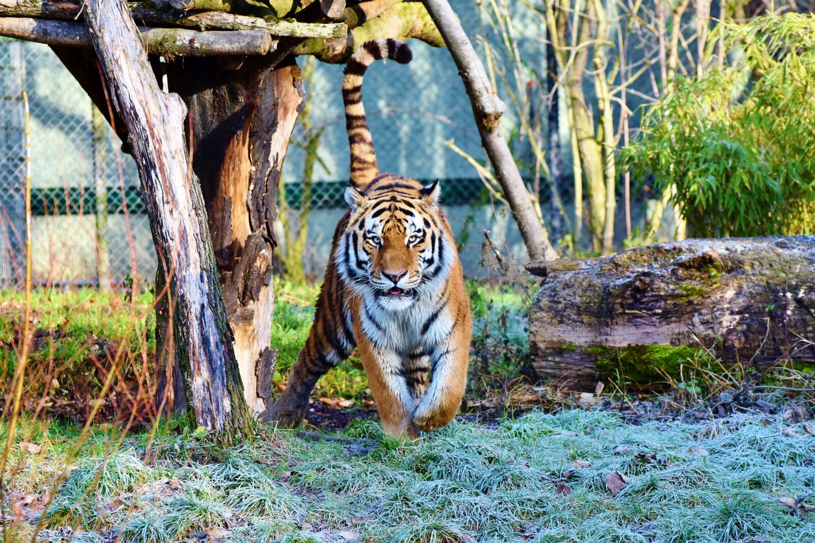 Nikon D7200 sample photo. Tiger, big cat, predator photography