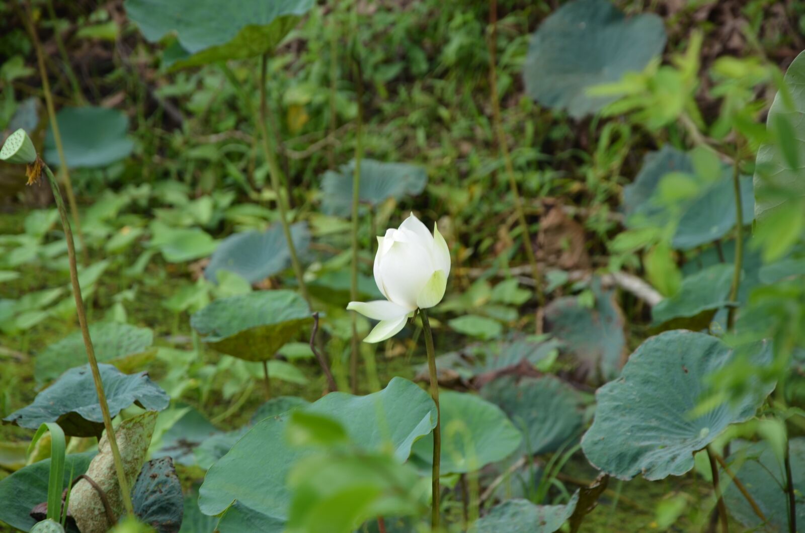 Nikon D7000 sample photo. Lotus, flower, ao photography