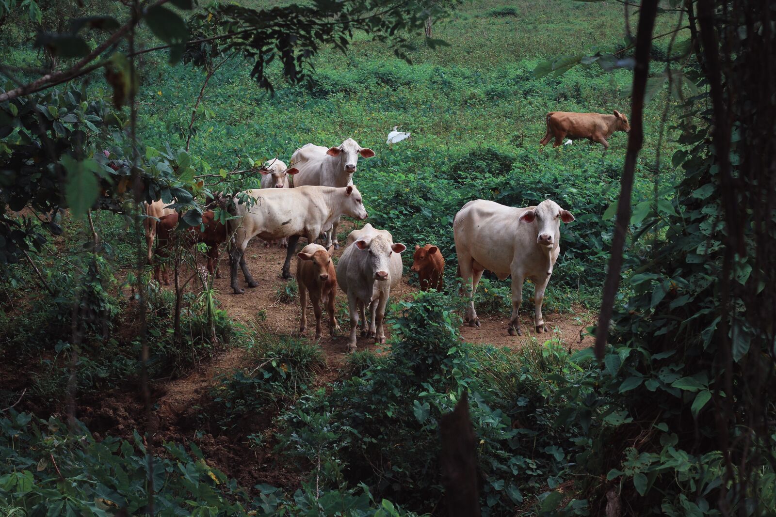 Canon EOS 700D (EOS Rebel T5i / EOS Kiss X7i) sample photo. Cows, calve, calf photography