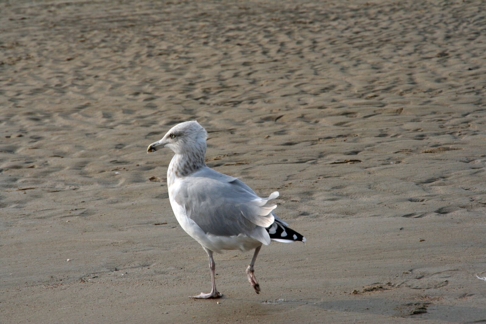 Canon EOS 350D (EOS Digital Rebel XT / EOS Kiss Digital N) sample photo. Bird, body of water photography