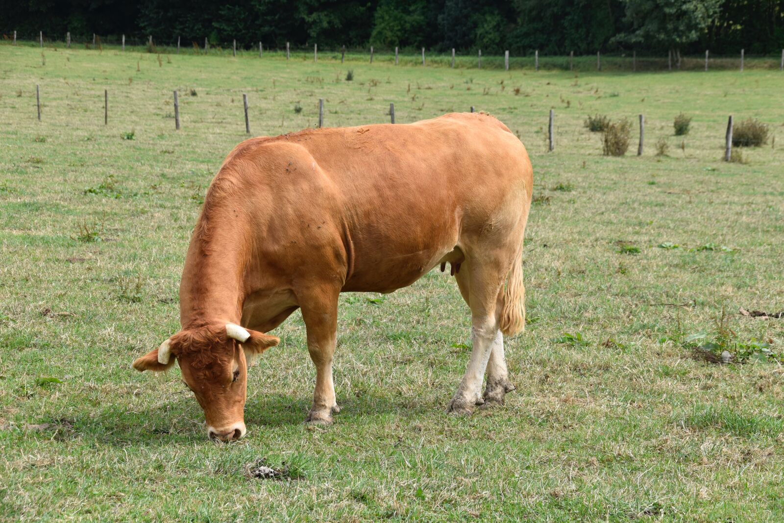 Nikon D5600 sample photo. Cow, dairy cow, cow photography
