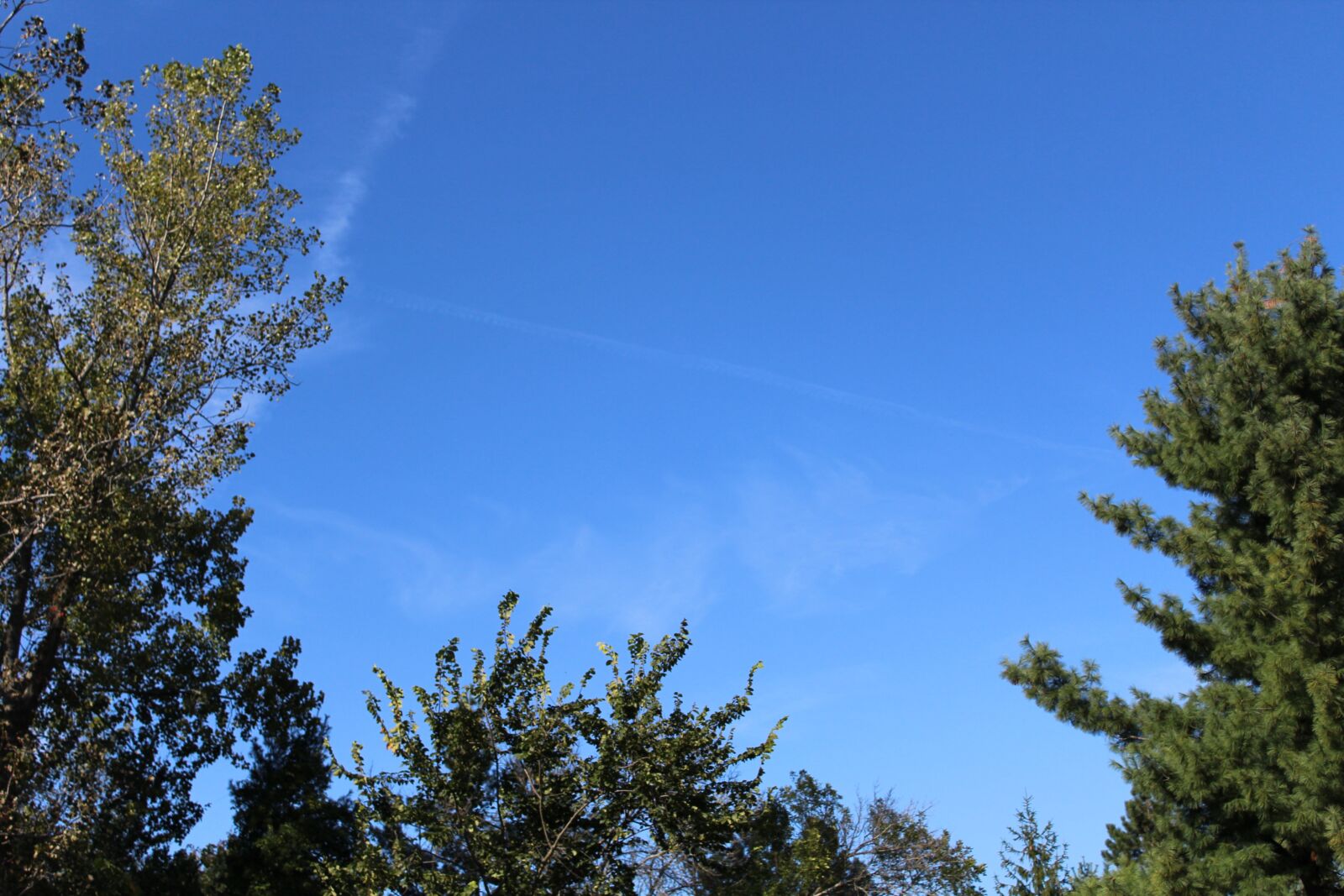 Canon EOS 1200D (EOS Rebel T5 / EOS Kiss X70 / EOS Hi) sample photo. Background, trees, nature photography