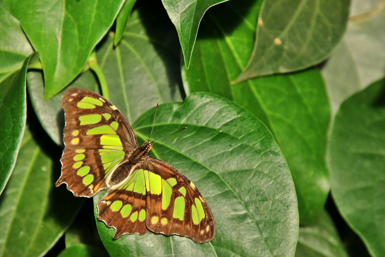 Canon EOS 1300D (EOS Rebel T6 / EOS Kiss X80) sample photo. Malachite butterfly, butterfly, insect photography