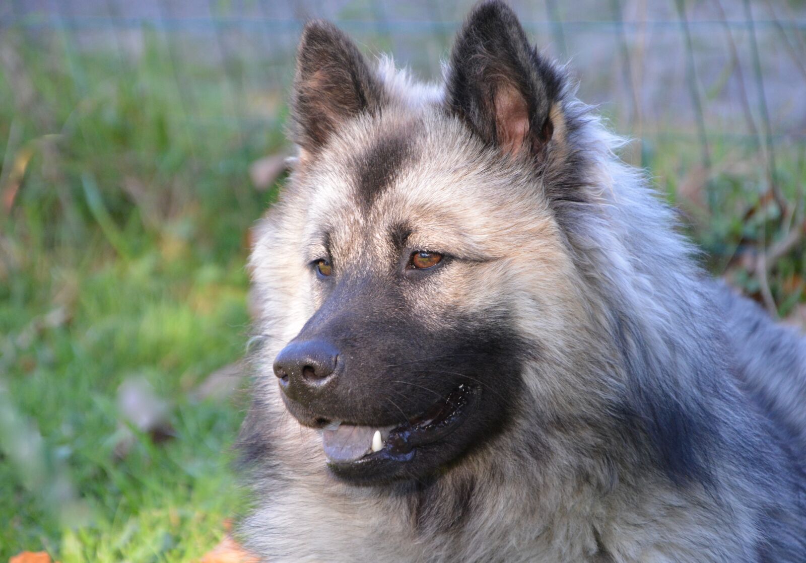 Nikon D5200 sample photo. Dog, bitch, dog eurasier photography