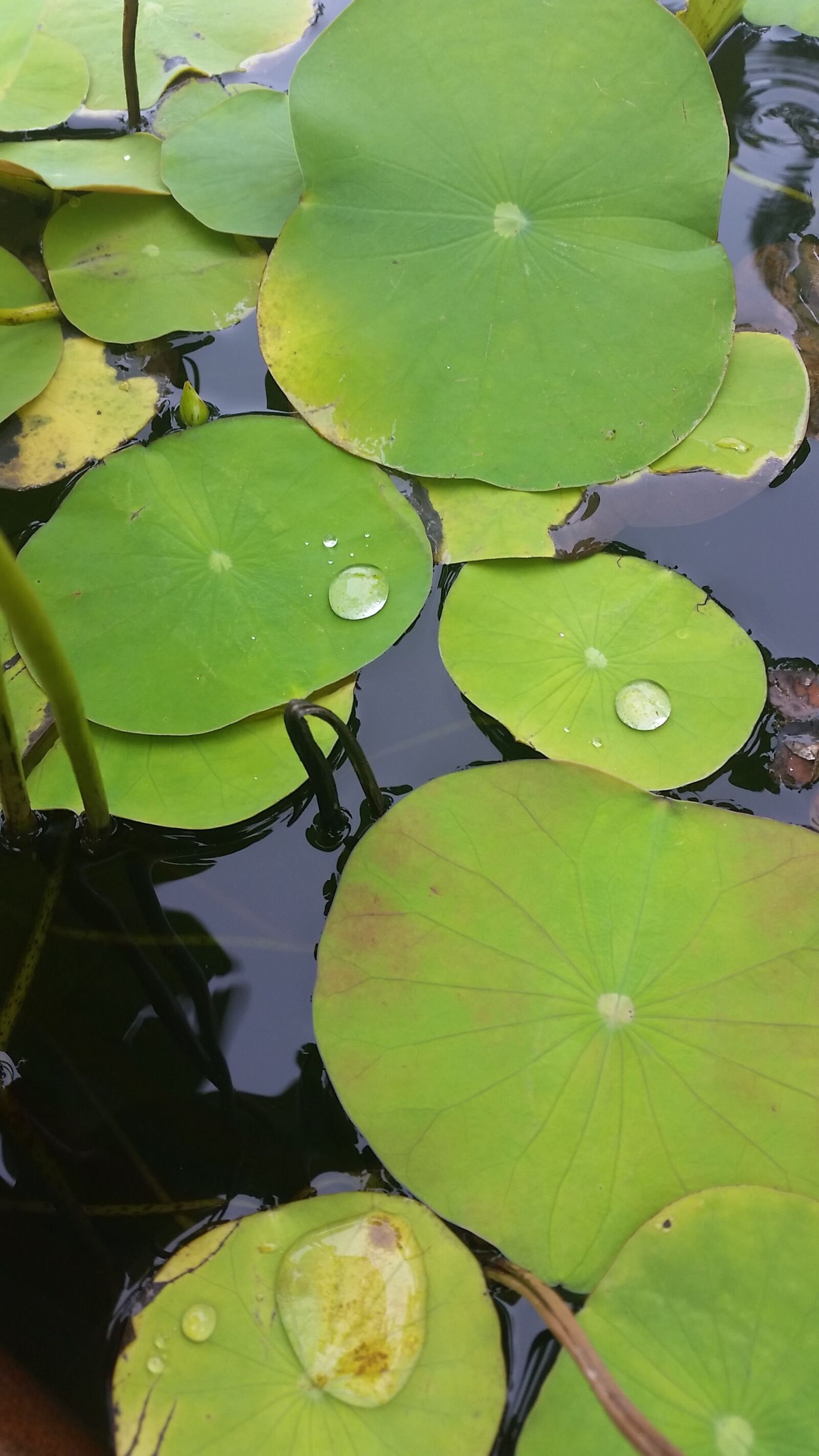 Samsung Galaxy S5 sample photo. Lotus, nature, water photography