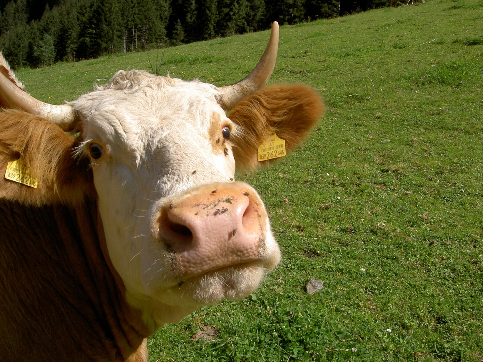 KONICA MINOLTA DiMAGE G400 sample photo. Cow, alm, milk cow photography