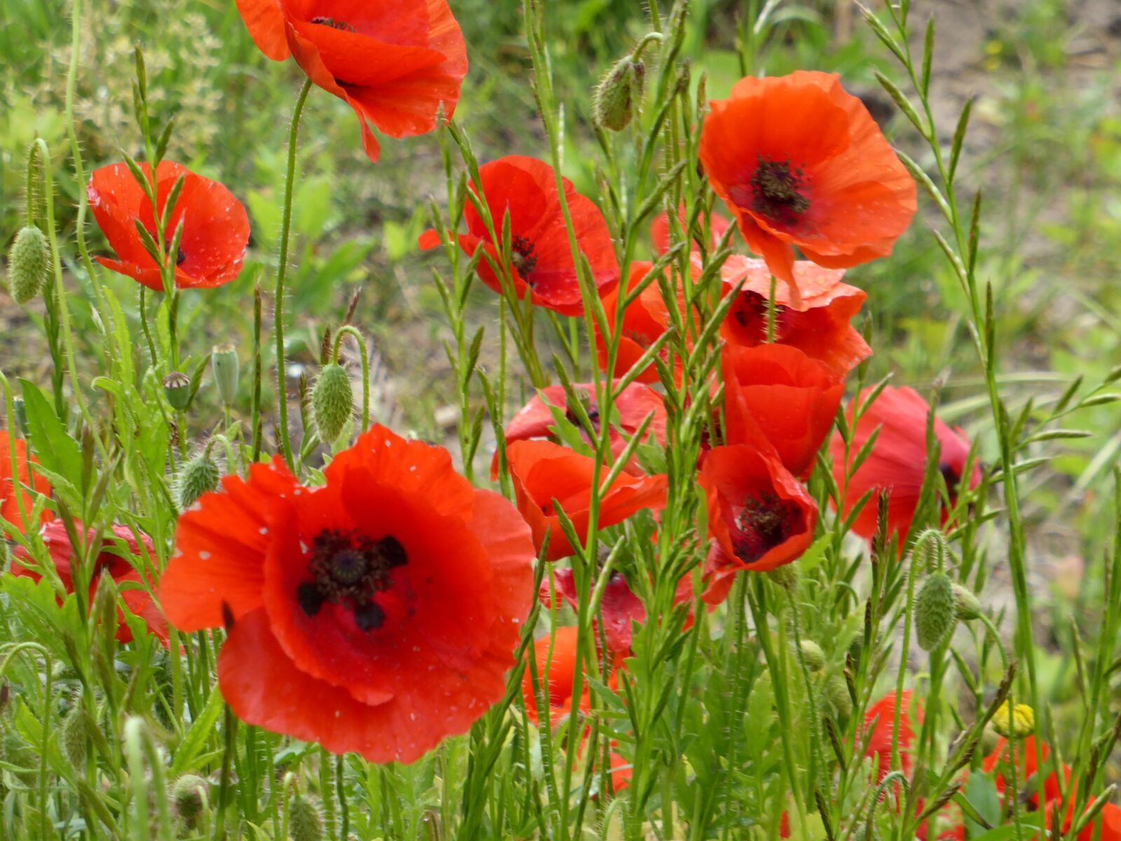 Panasonic Lumix DMC-ZS30 (Lumix DMC-TZ40) sample photo. Poppies, red flowers, flower photography