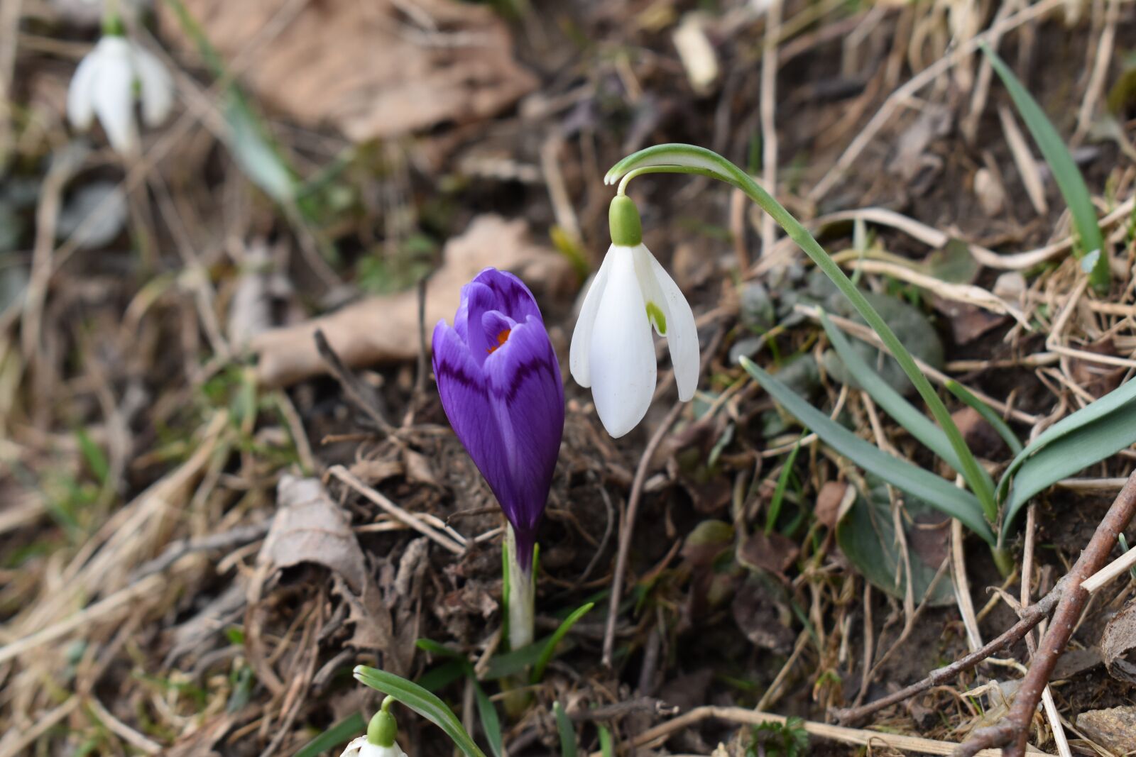 Nikon D5600 sample photo. Snowdrops, nature, flower photography