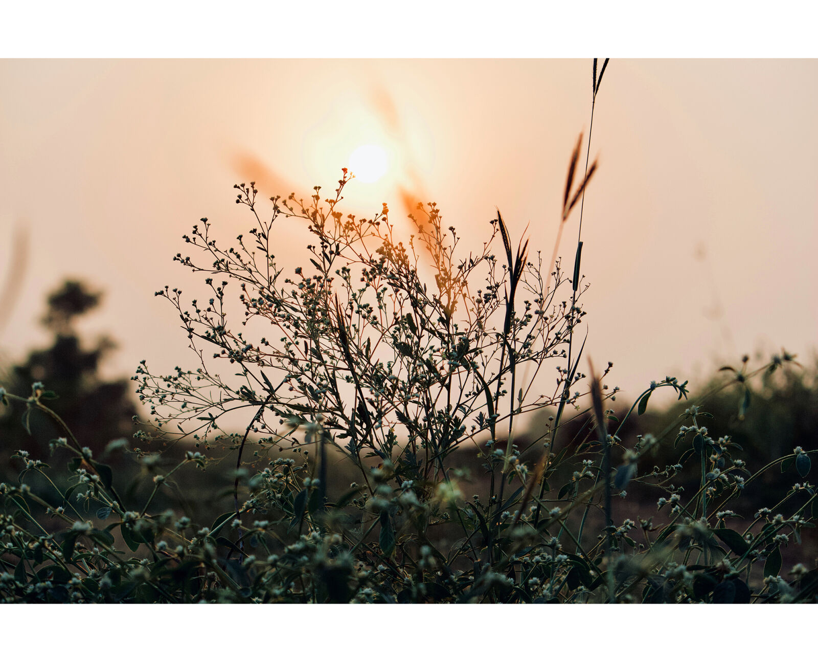 Canon EF-S 55-250mm F4-5.6 IS II sample photo. Neture, sunset, wildlife photography