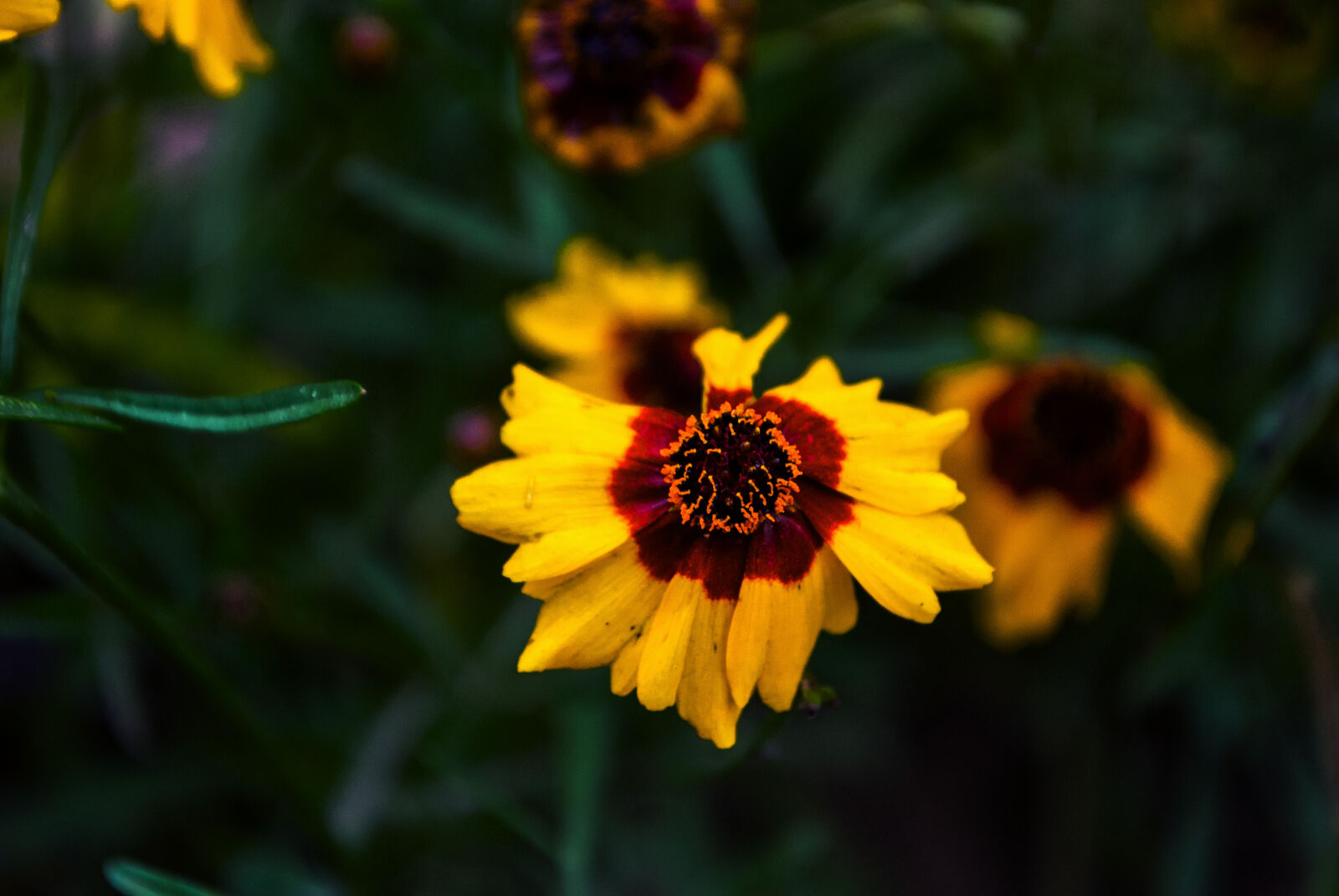 Nikon D3000 sample photo. Flowers photography