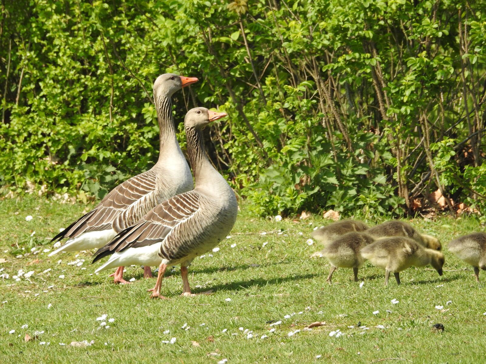Nikon Coolpix P900 sample photo. Duck, geese, animal photography