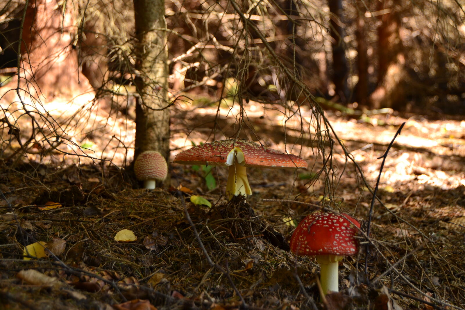 Nikon D3100 sample photo. Forest, red, toadstools photography