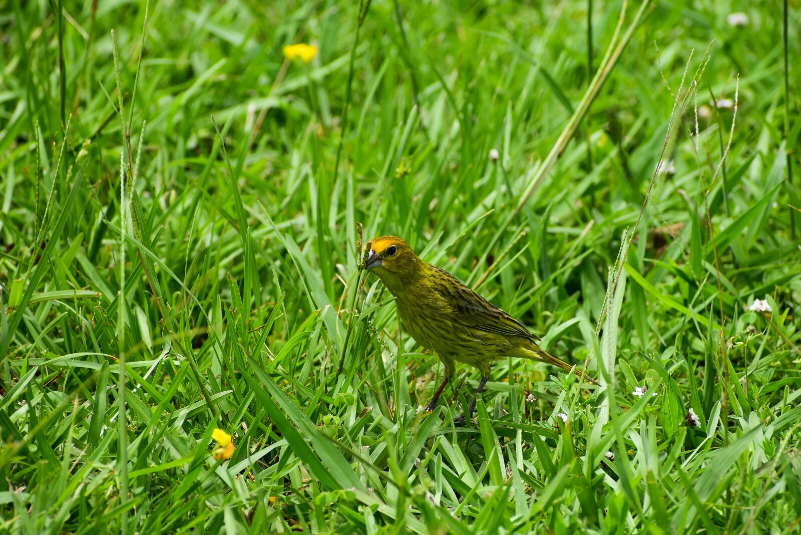 Nikon D3400 sample photo. Bird, wind, nature photography