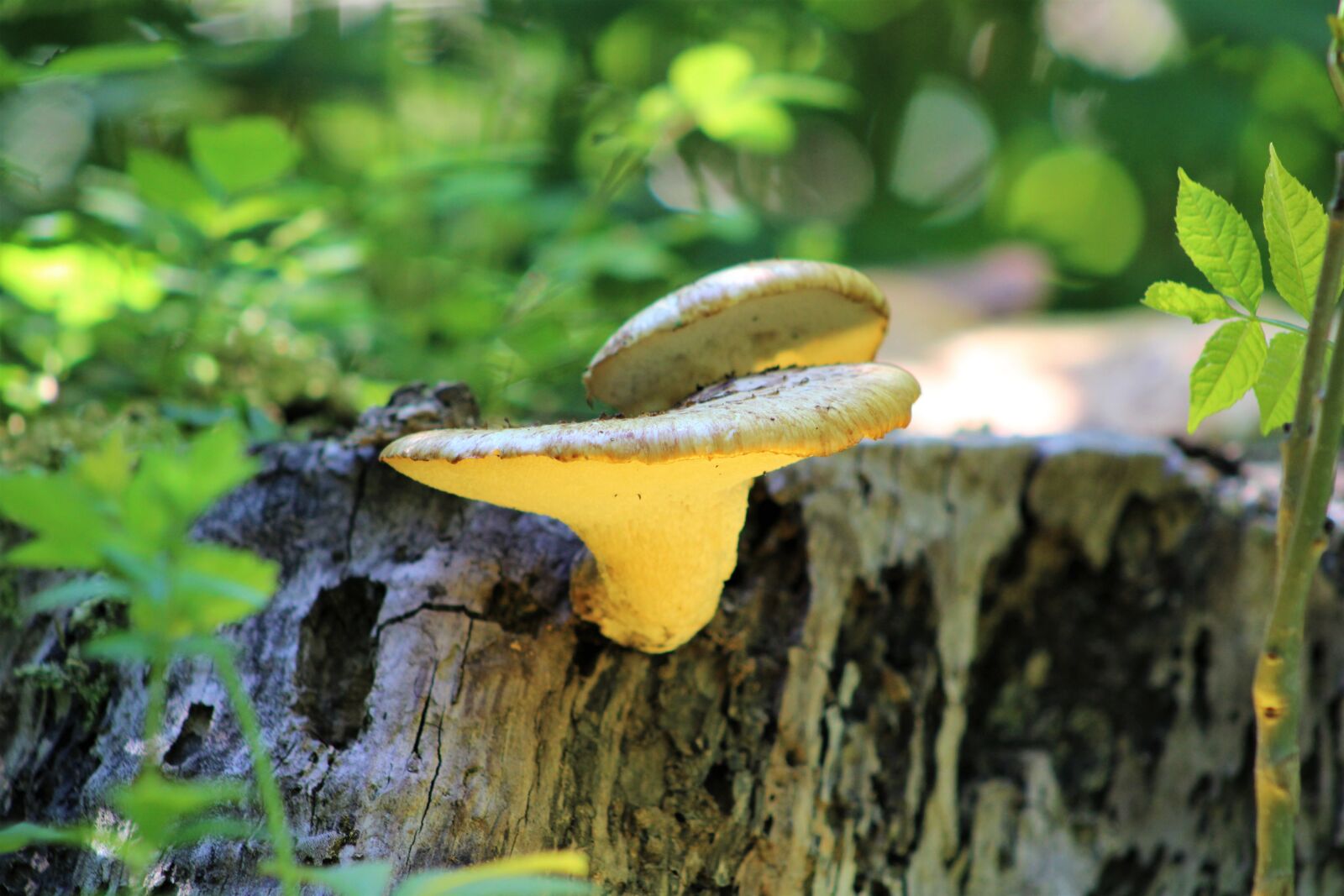 Canon EF75-300mm f/4-5.6 sample photo. Mushrooms, forest, nature photography
