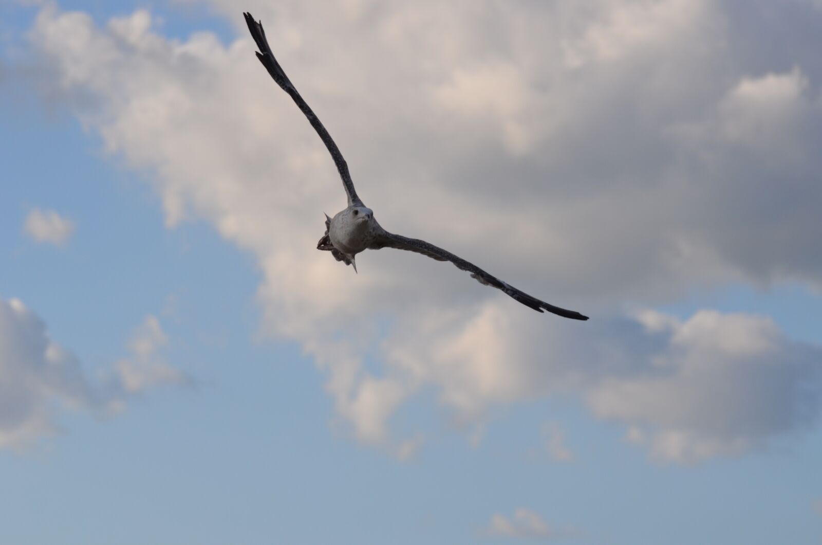 Nikon D5100 sample photo. Seagull, bird, flying photography