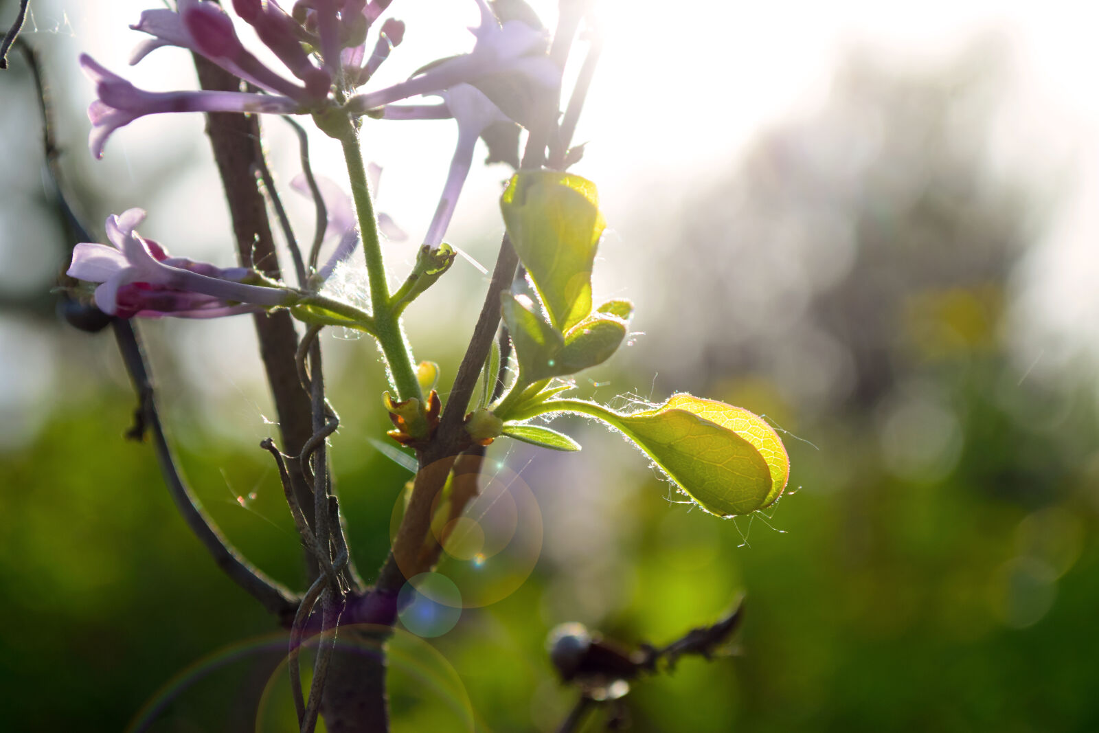 Nikon D5300 sample photo