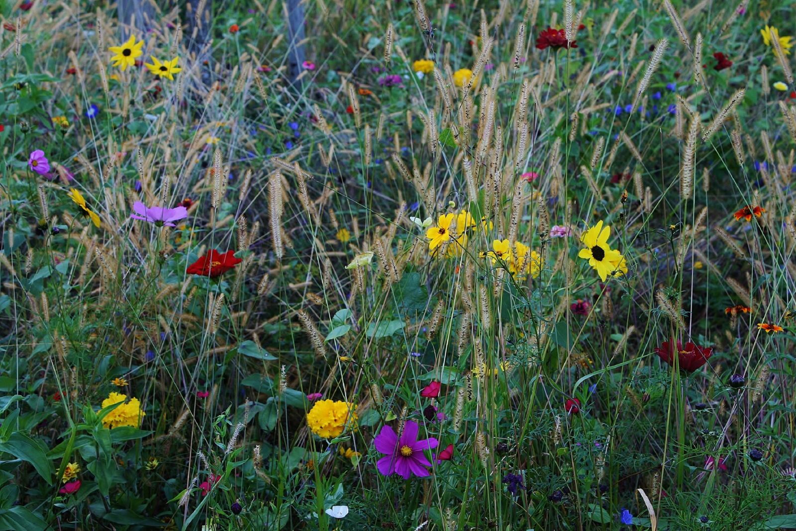 Canon EOS 400D (EOS Digital Rebel XTi / EOS Kiss Digital X) sample photo. Flowers, wild flowers, flower photography