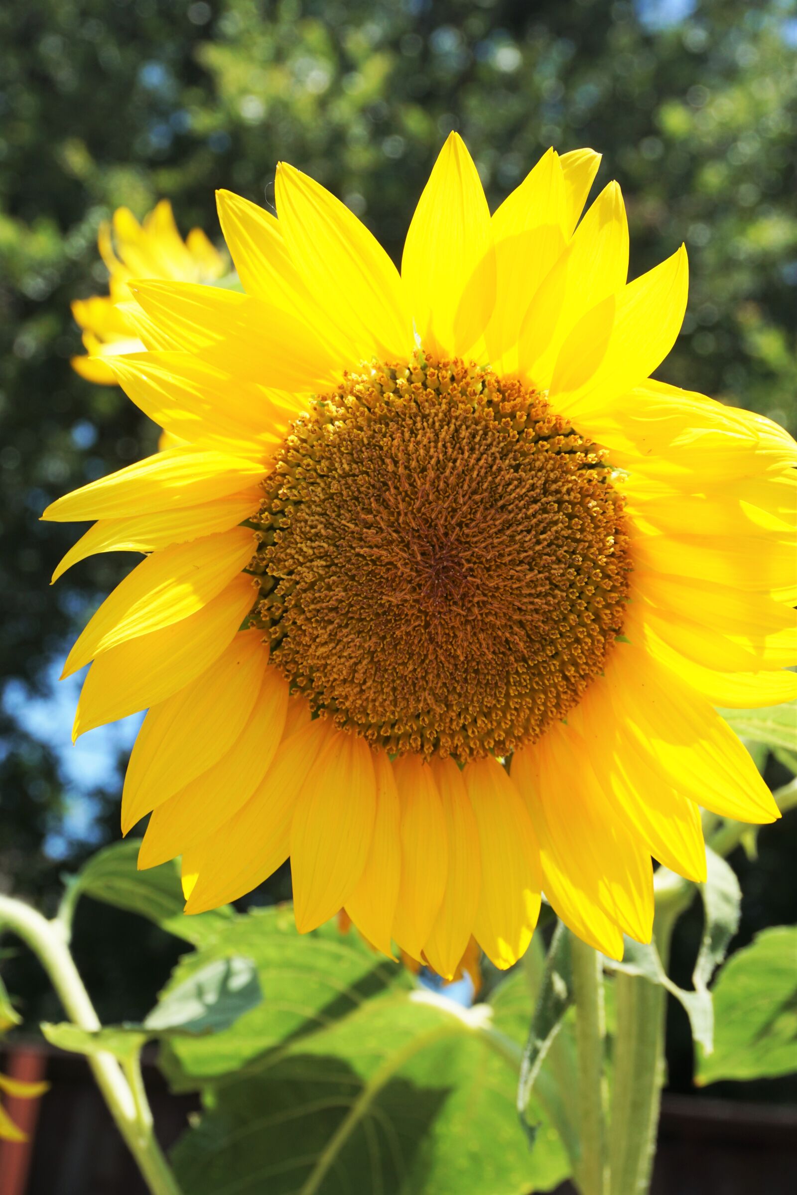 Sony a6000 sample photo. Seeds, sunflower, sunflowers, sunshine photography